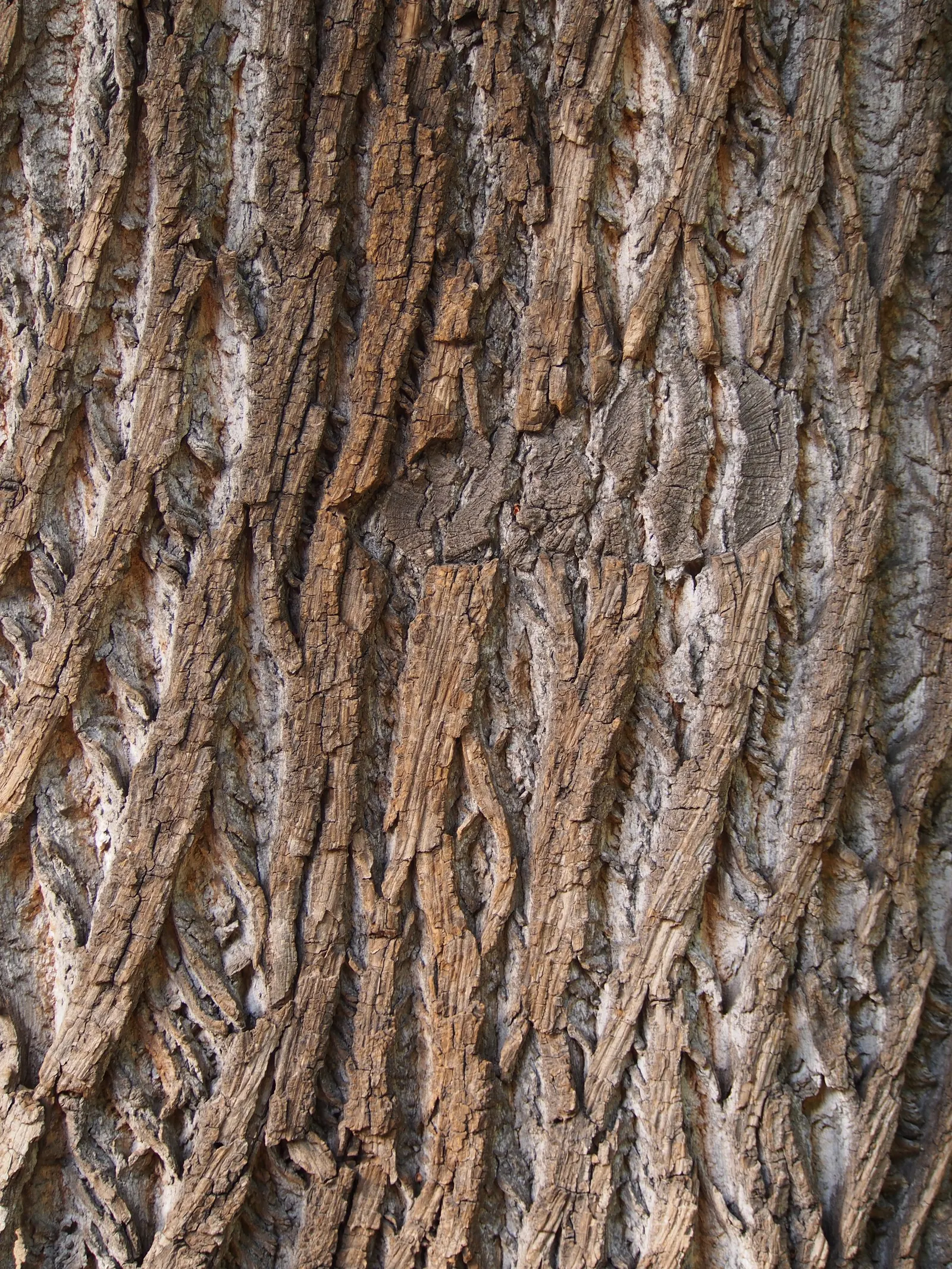 Tulip Tree (Liriodendron Tulipifera) — This species is native to the Eastern United States and is a member of the magnolia family
