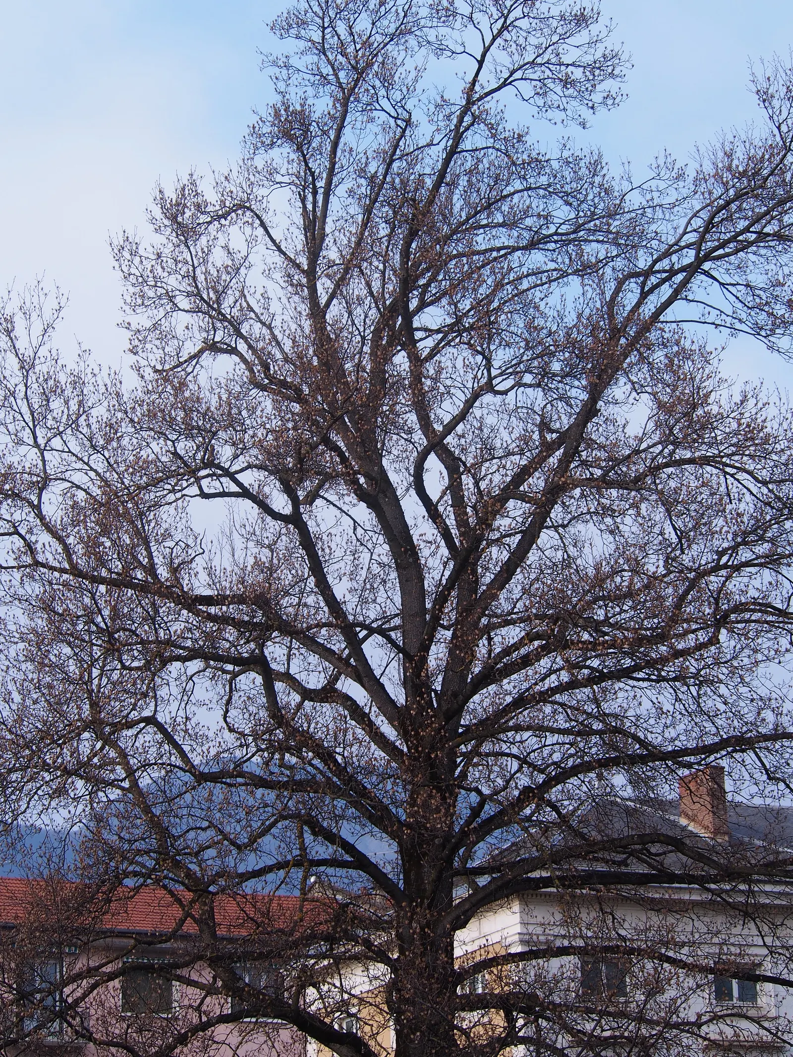 Tulip Tree (Liriodendron Tulipifera) — tree with green and yellow blooms; the Tulip Tree prefers full sun to partial shade and well-drained, image 86