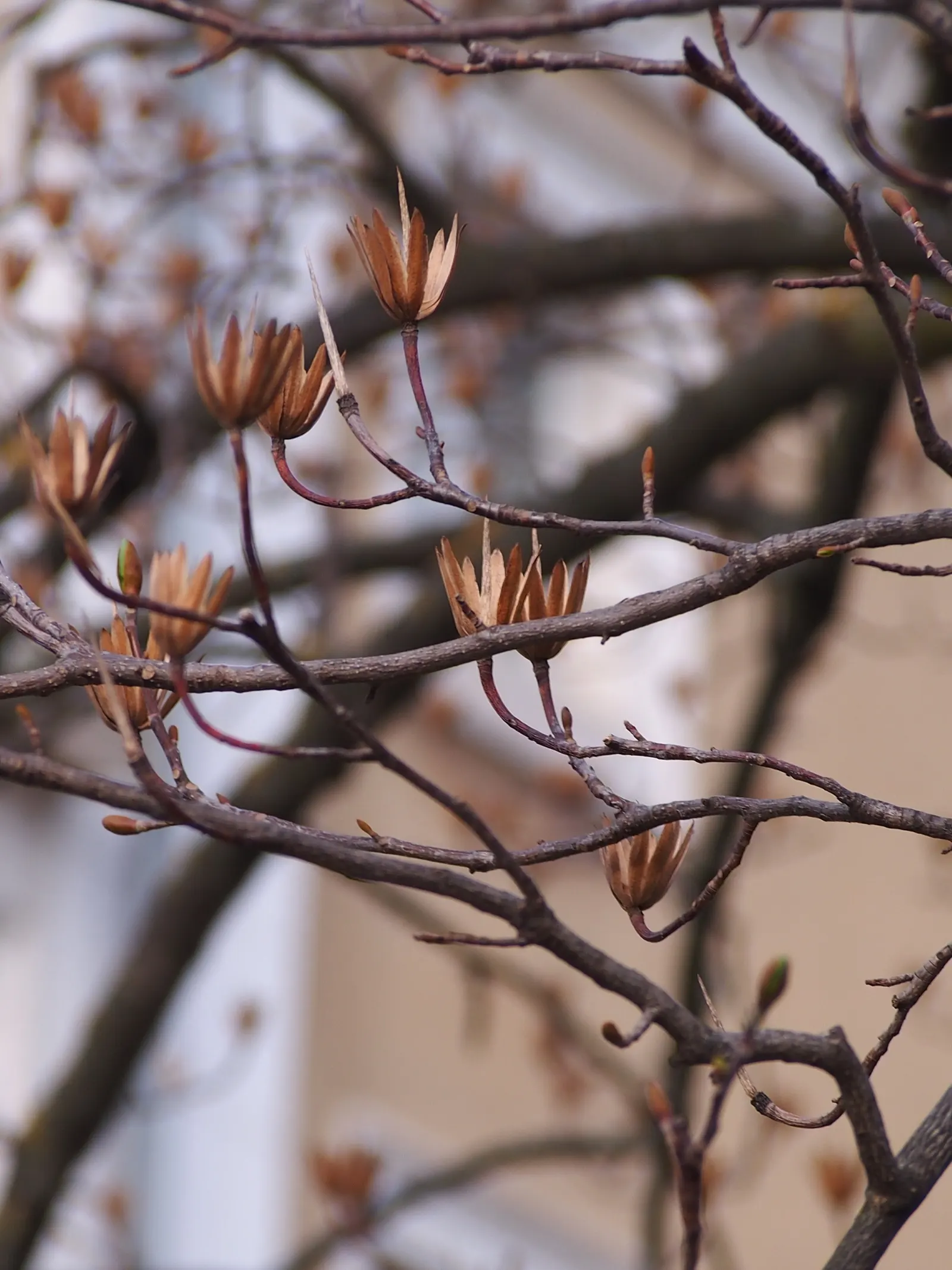 Tulip Tree (Liriodendron Tulipifera) — native to Eastern North America; it soars to impressive heights ranging from 70 to 100 feet, image 118