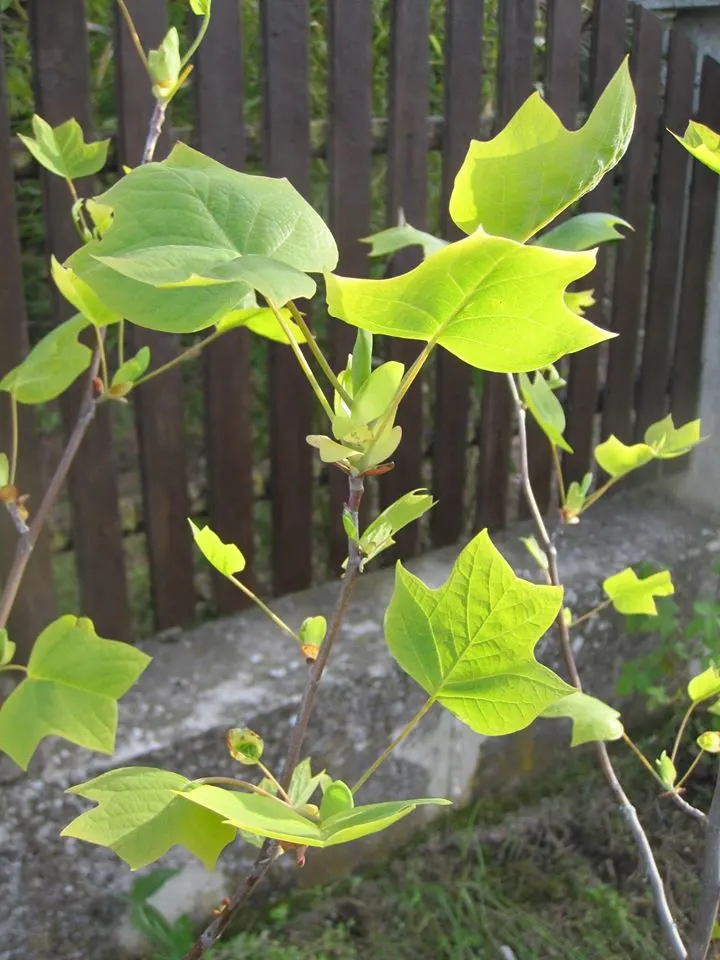 Tulip Tree (Liriodendron Tulipifera) — Come late spring to early summer; when incorporating the Tulip Tree into landscapes