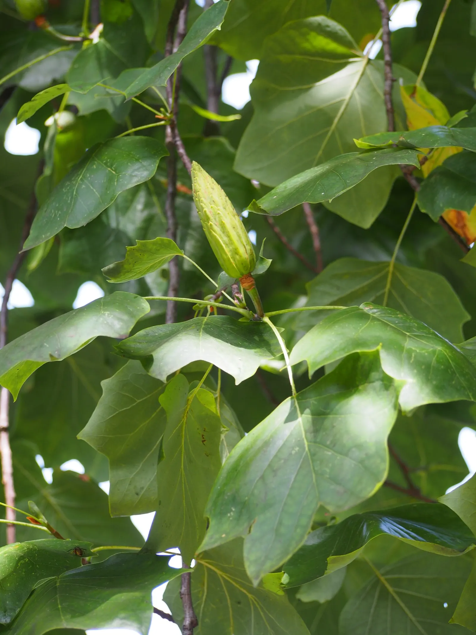 Tulip Tree (Liriodendron Tulipifera) — scientifically known as Liriodendron tulipifera; commanding attention with its statuesque form and elegant, image 95
