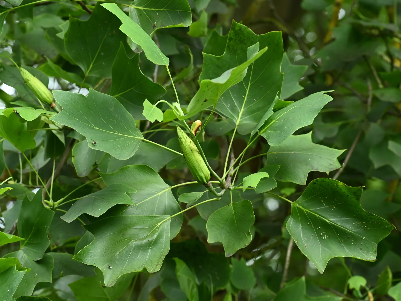 Tulip Tree (Liriodendron Tulipifera) — the Tulip Tree prefers full sun to partial shade and well-drained; which are four-lobed and measure about 4, image 135