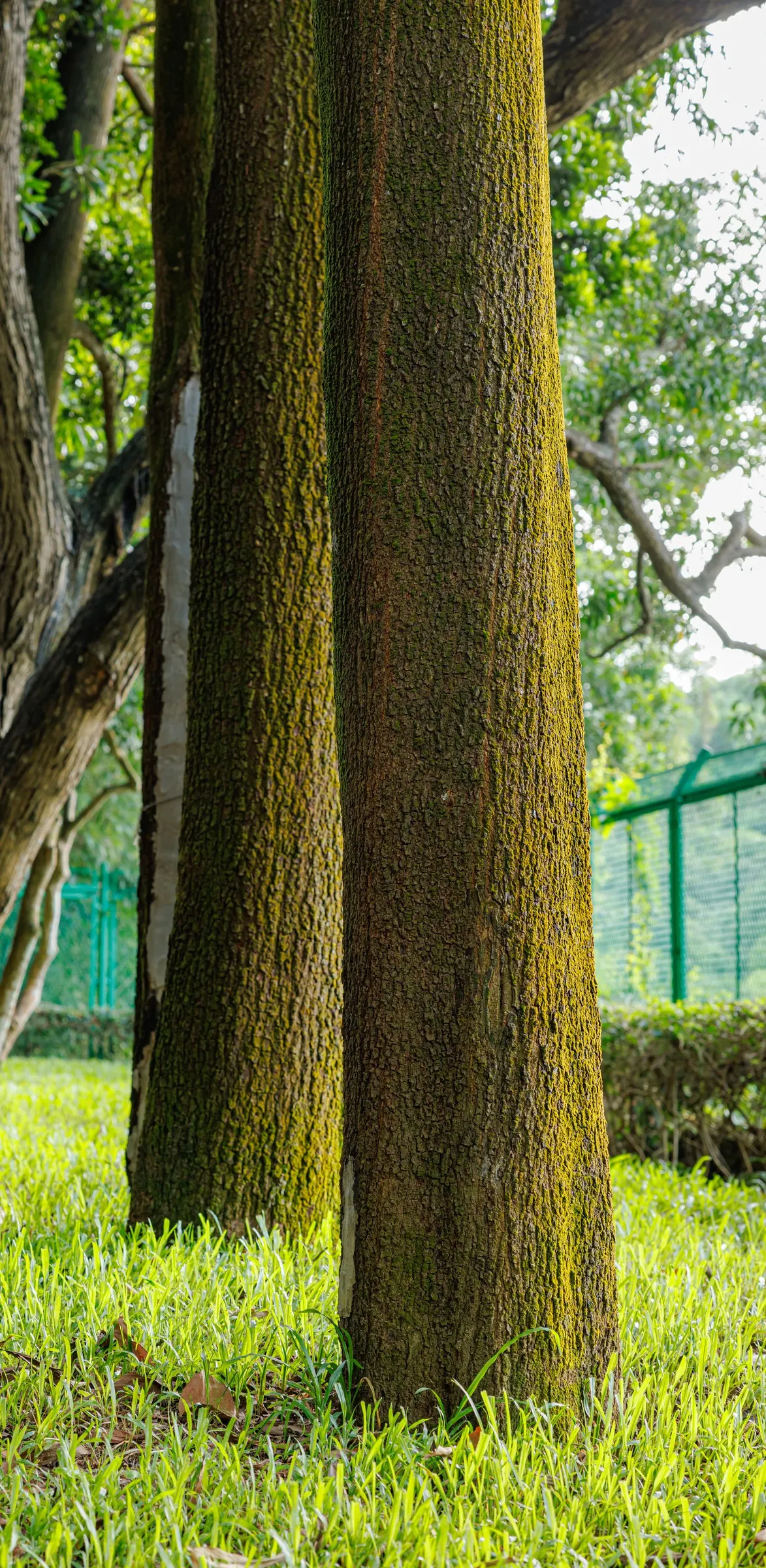 Tulip Tree (Liriodendron Tulipifera) — is a remarkable deciduous tree that is highly regarded for its majestic height and unique floral displays, image 96