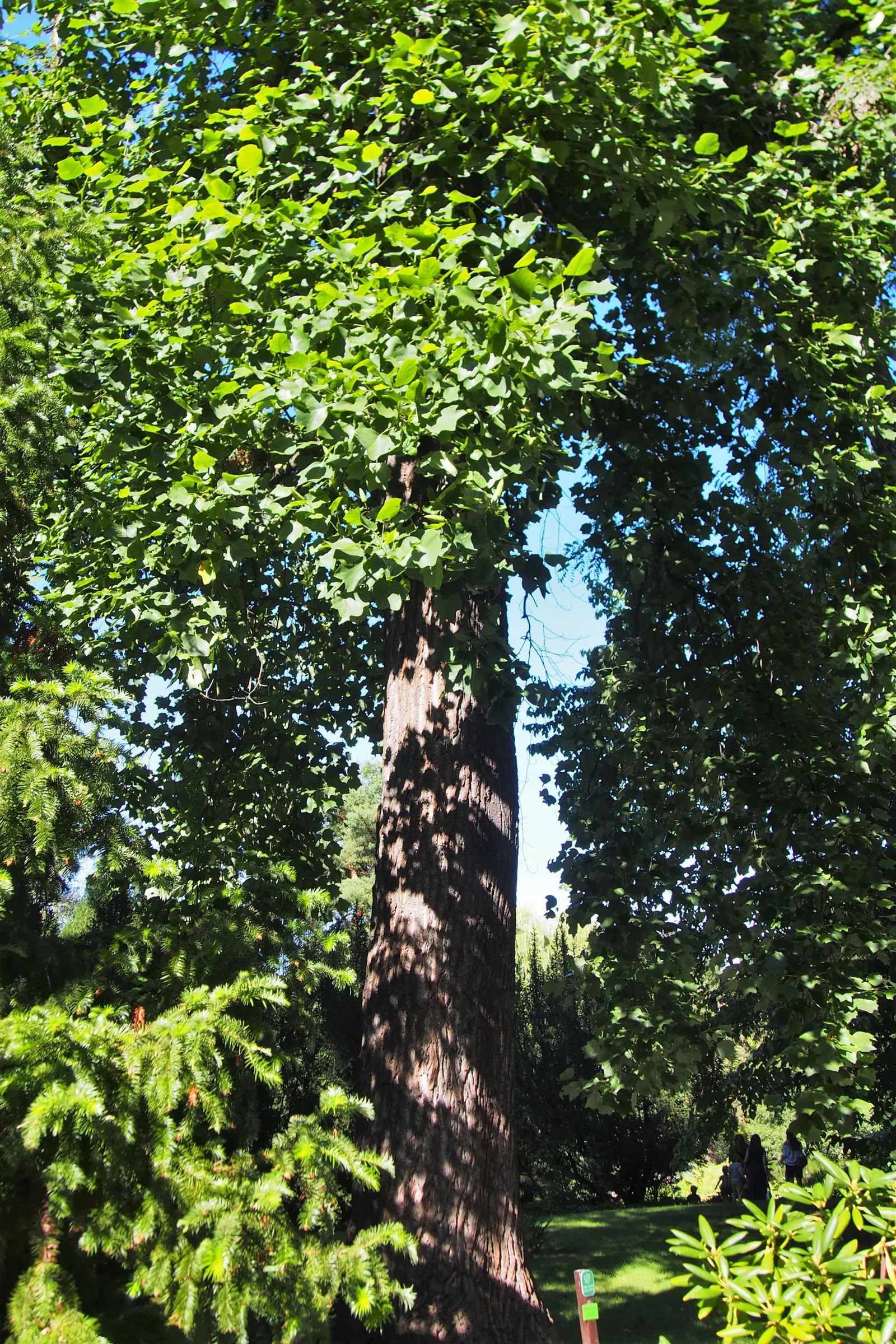 Tulip Tree (Liriodendron Tulipifera) — scientifically known as Liriodendron tulipifera