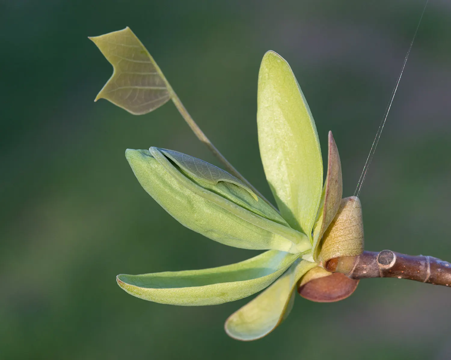 Tulip Tree (Liriodendron Tulipifera) — The Tulip Tree (Liriodendron tulipifera)
