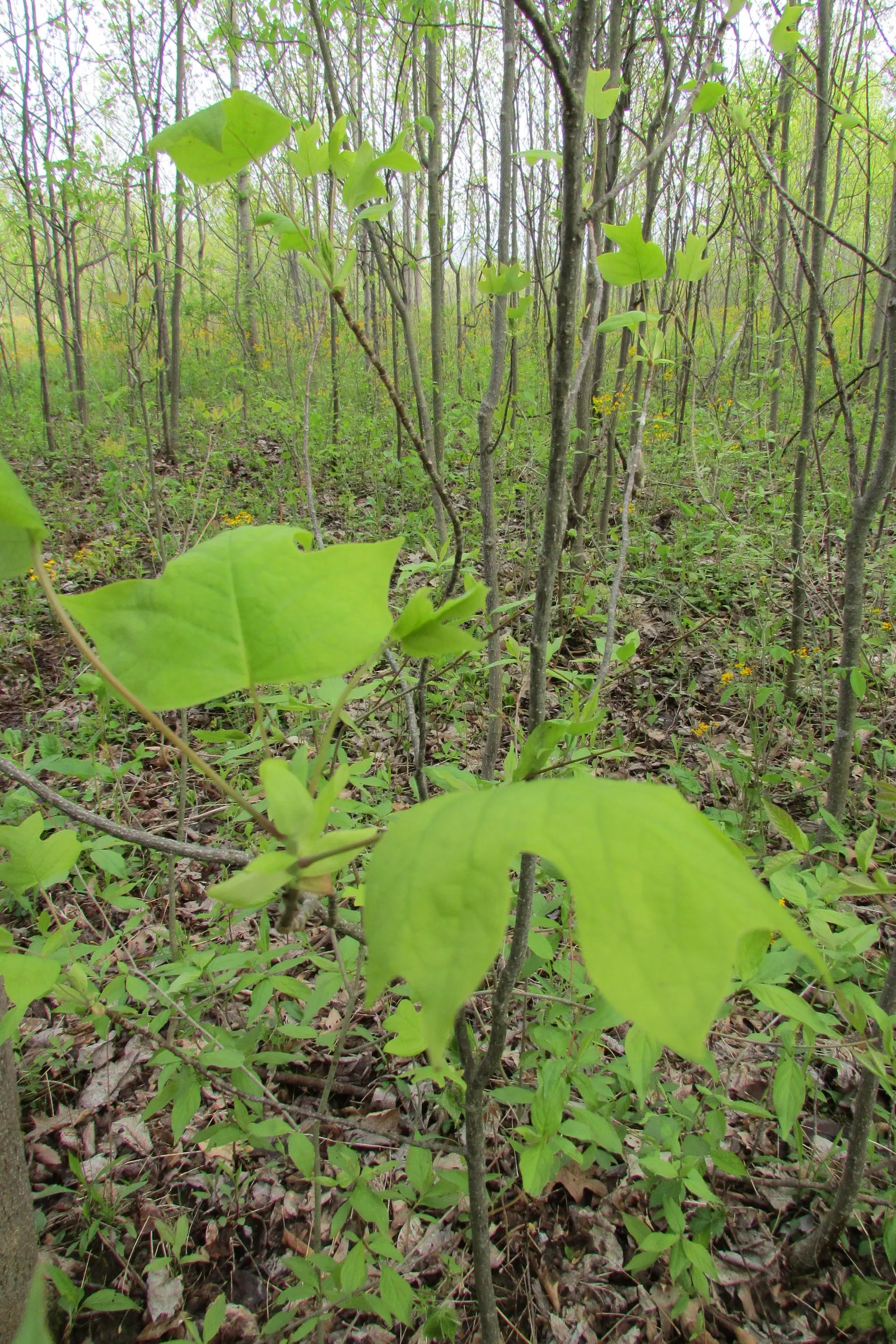 Tulip Tree (Liriodendron Tulipifera) — making it more suitable for sizable estates or public parks rather than small residential gardens; the, image 84
