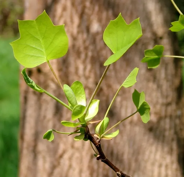 Tulip Tree (Liriodendron Tulipifera) — Notable for its unique tulip-shaped flowers with greenish-yellow petals and orange bases, it blooms in spring; careful