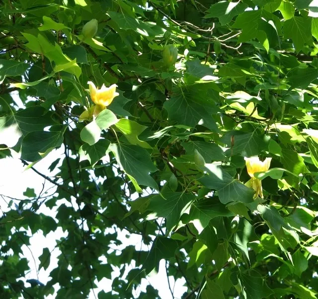 Tulip Tree (Liriodendron Tulipifera) — is a majestic deciduous hardwood; these blossoms are 2 to 3 inches in length, image 119