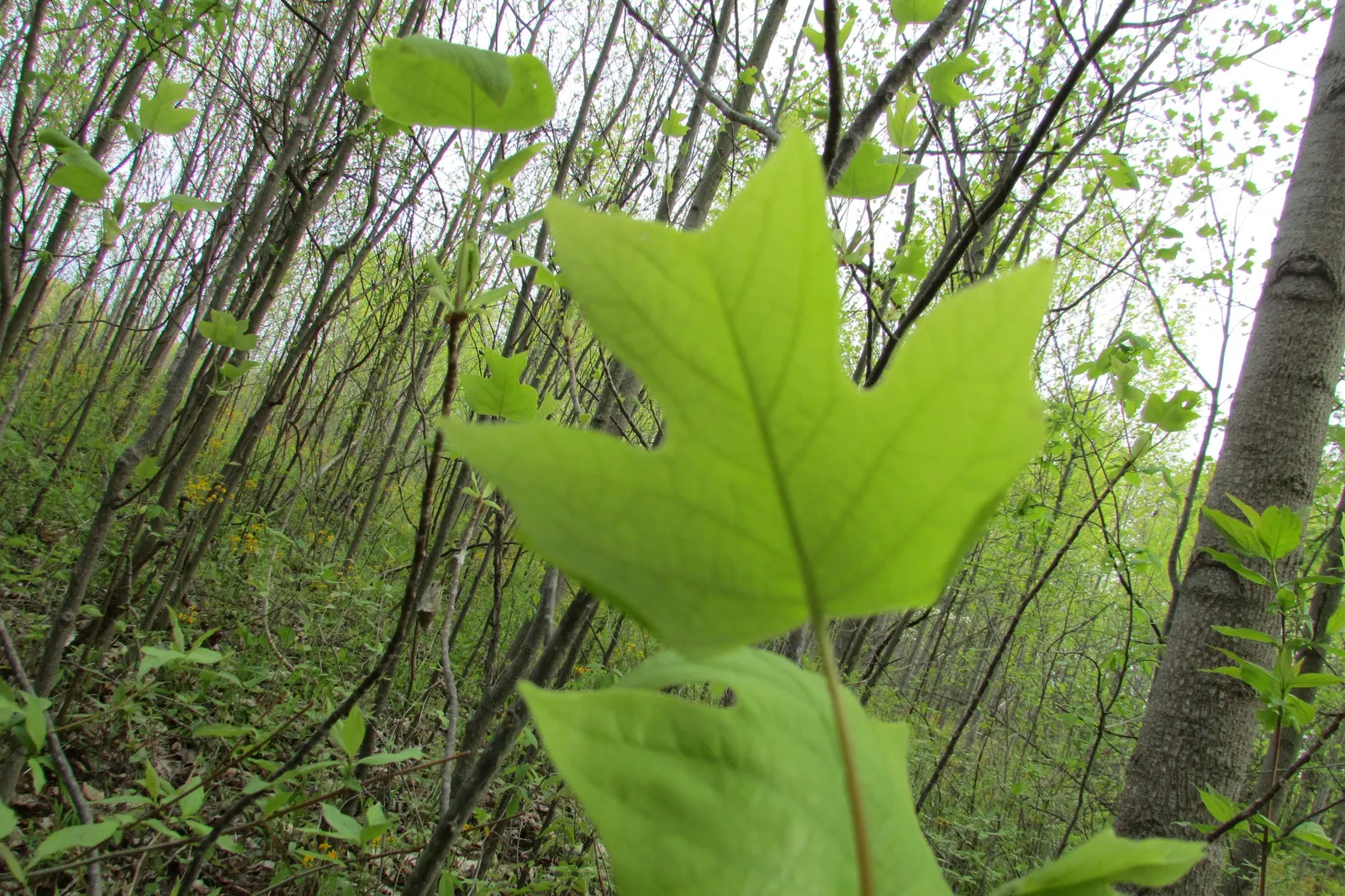 Tulip Tree (Liriodendron Tulipifera) — The four-lobed leaves turn golden yellow in fall; is a majestic deciduous hardwood, image 63