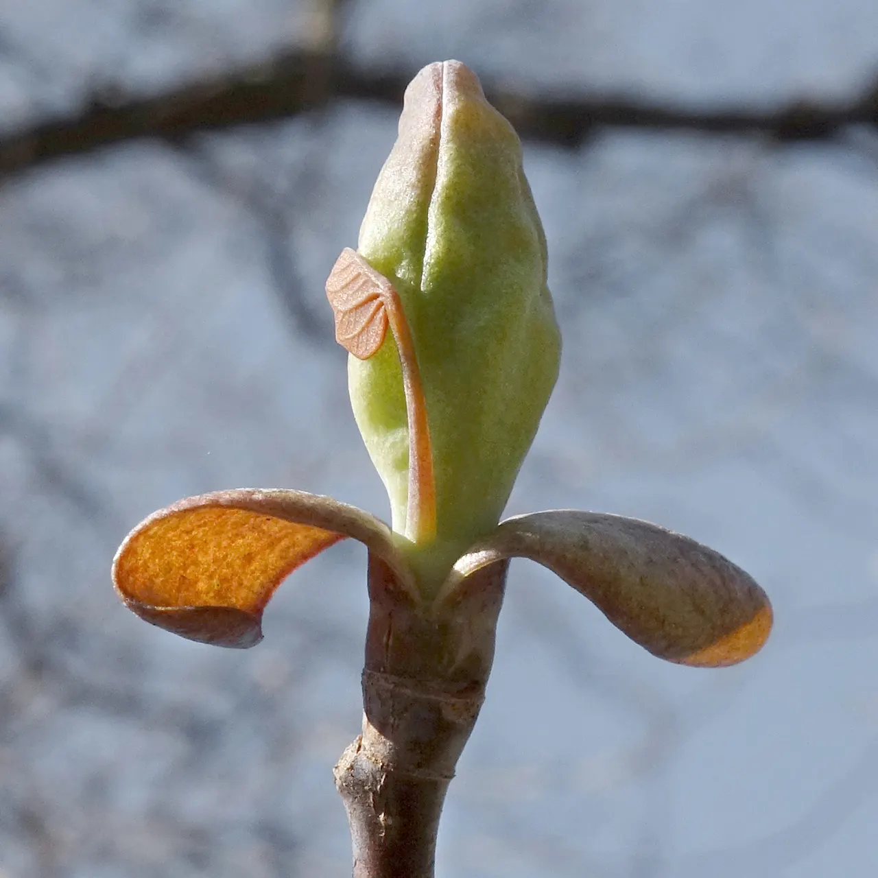 Tulip Tree (Liriodendron Tulipifera) — Notable for its unique tulip-shaped flowers with greenish-yellow petals and orange bases, it blooms in spring