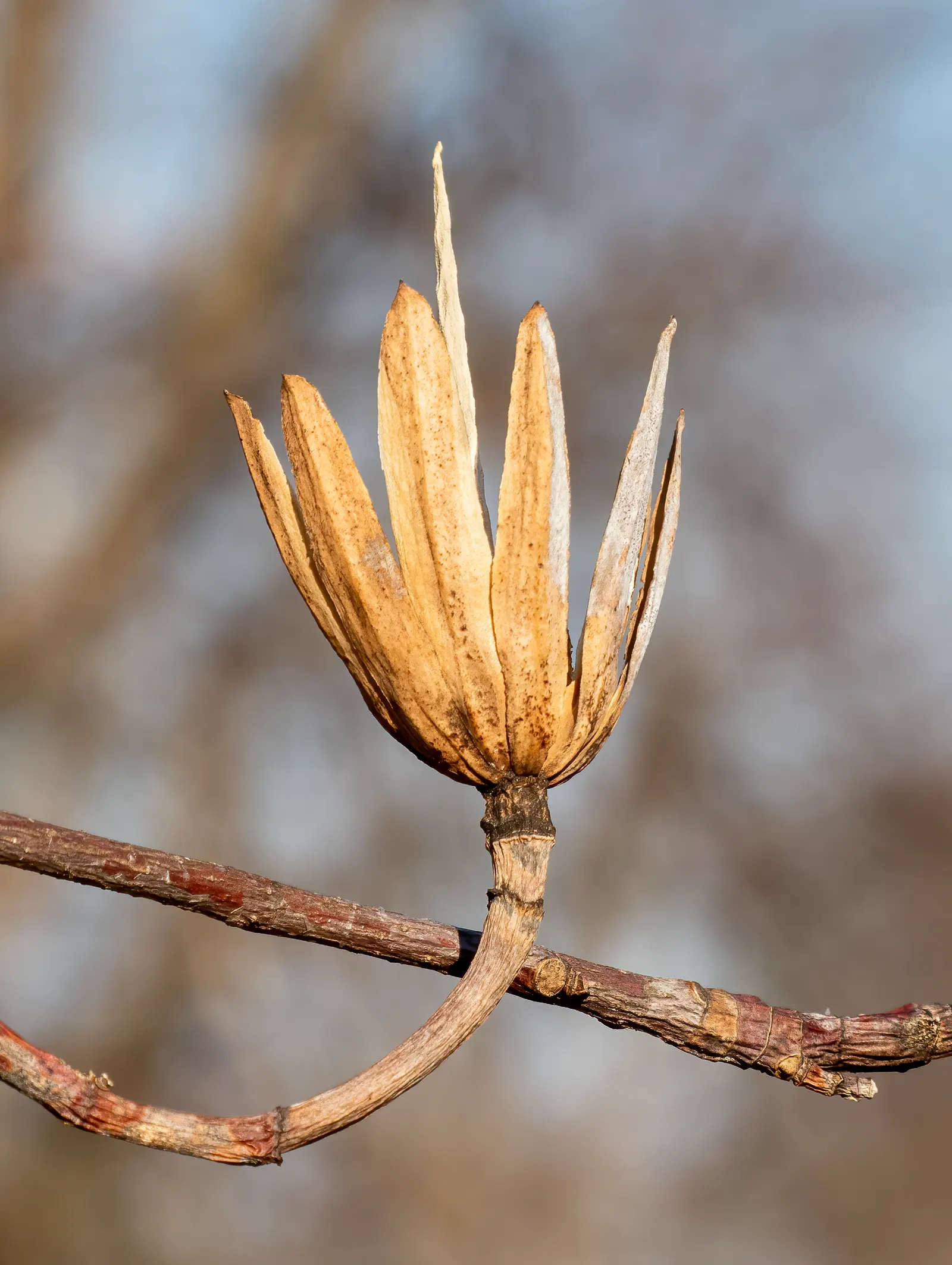 Tulip Tree (Liriodendron Tulipifera) — it offers rapid growth and a tall; this species is native to the Eastern United States and is a member of, image 93