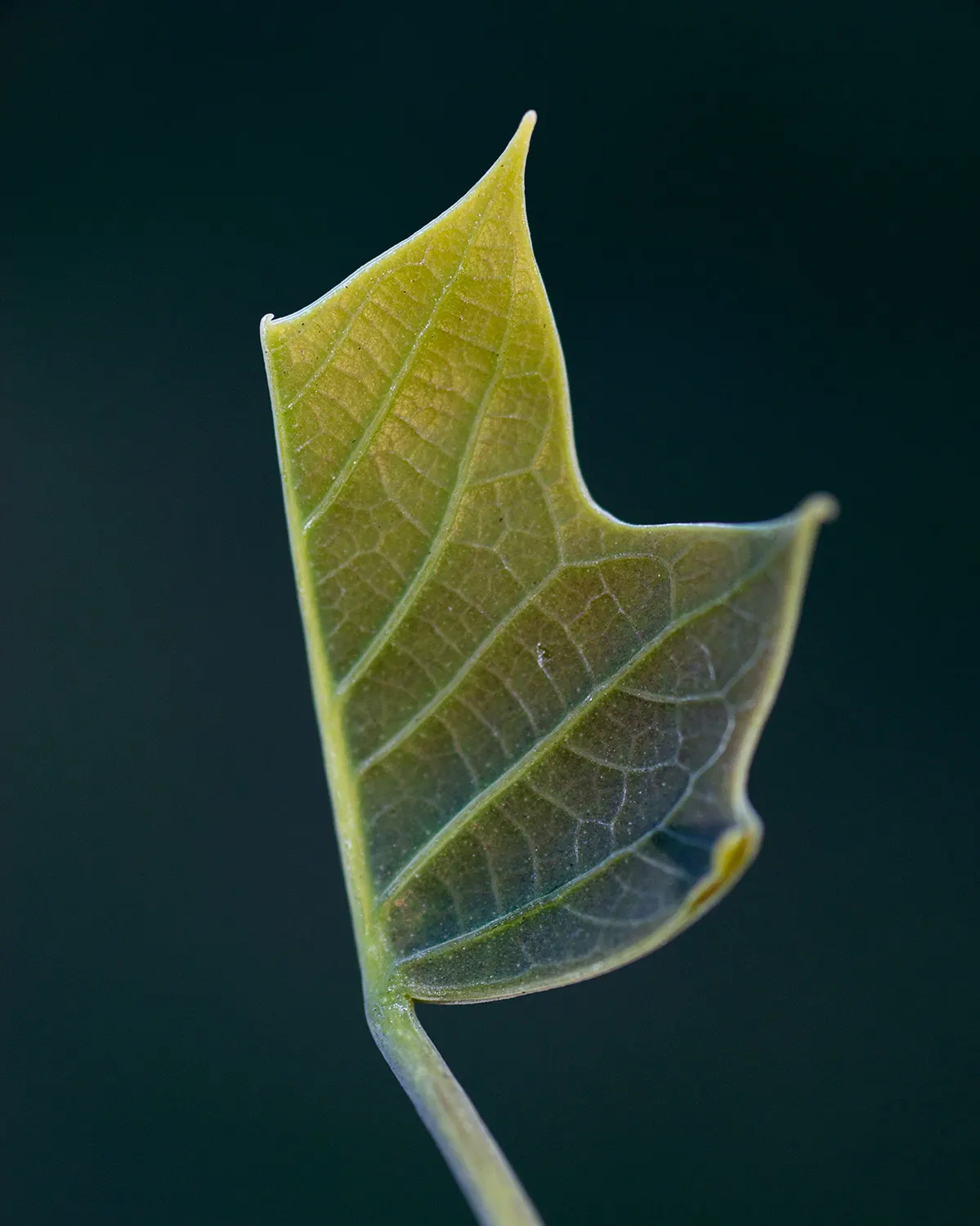 Tulip Tree (Liriodendron Tulipifera) — it serves excellently as a specimen or shade tree; the canopy spread can be quite generous