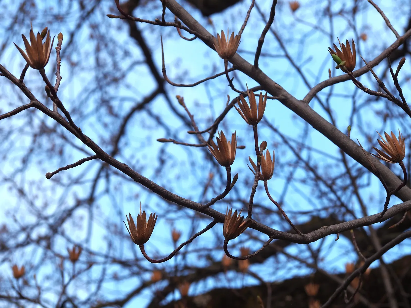Tulip Tree (Liriodendron Tulipifera) — Notable for its unique tulip-shaped flowers with greenish-yellow petals and orange bases, it blooms in, image 91
