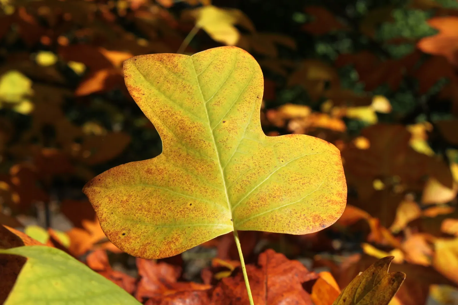 Tulip Tree (Liriodendron Tulipifera) — with some specimens reaching up to 150 feet under optimal conditions