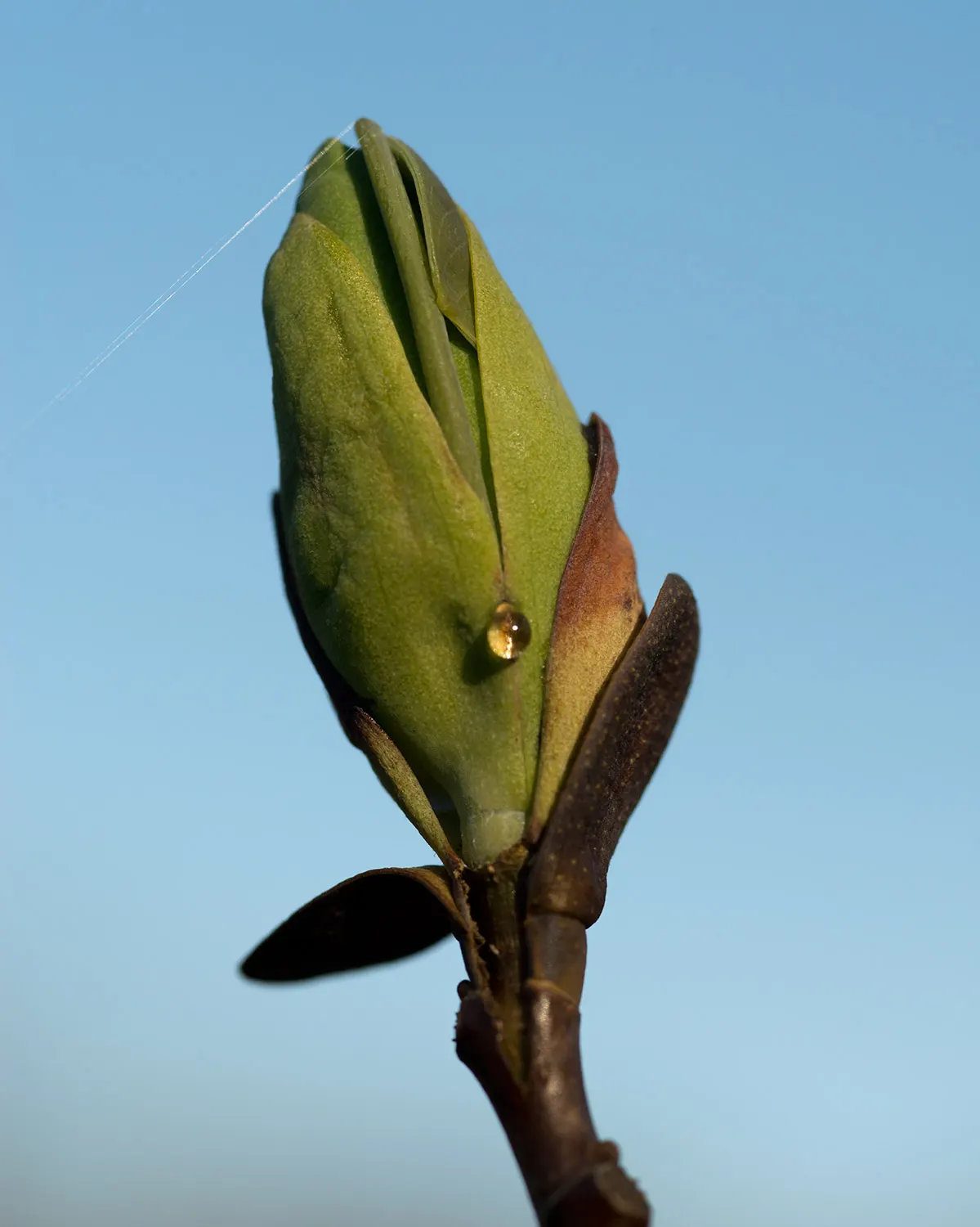 Tulip Tree (Liriodendron Tulipifera) — These blossoms are 2 to 3 inches in length; making it an impressive specimen or shade tree in spacious, image 76