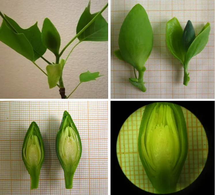 Tulip Tree (Liriodendron Tulipifera) — creating a vibrant green canopy in the summer that turns to a brilliant yellow hue in the fall, image 131