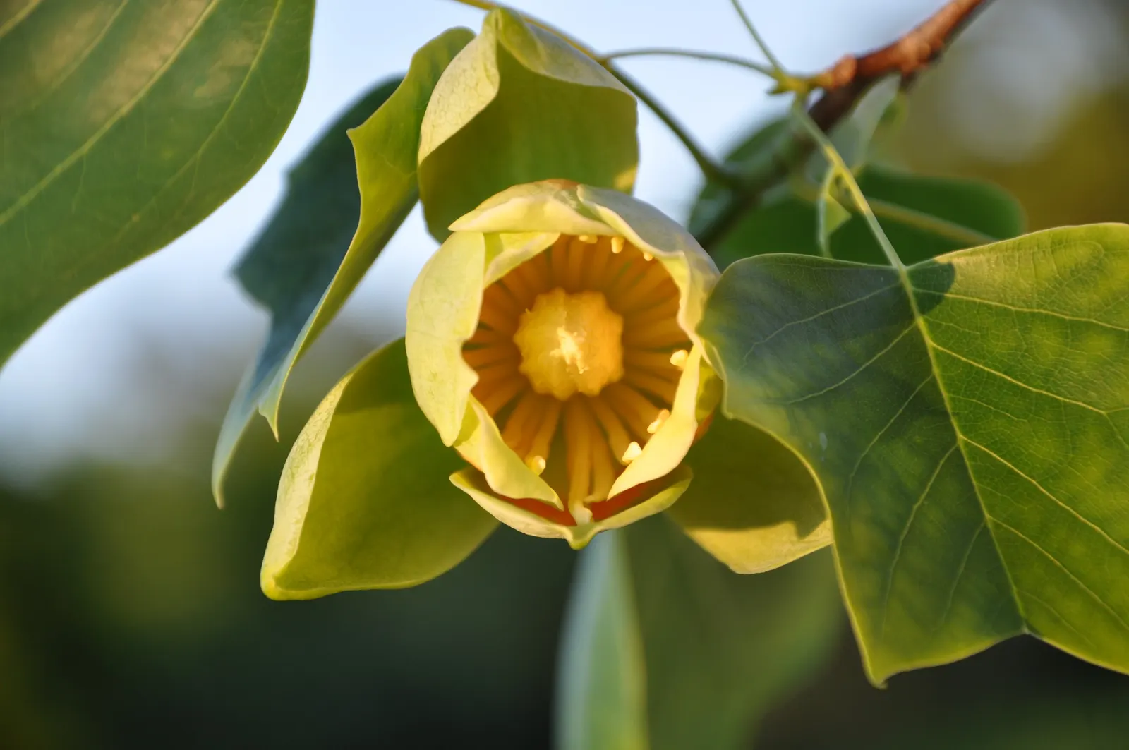 Tulip Tree (Liriodendron Tulipifera) — it soars to impressive heights ranging from 70 to 100 feet