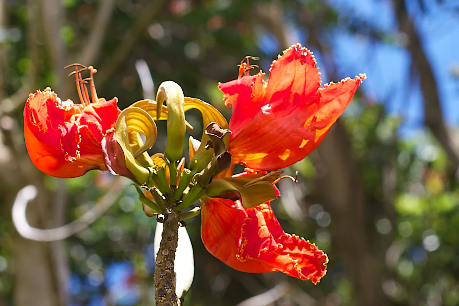 Tulip Tree (Liriodendron Tulipifera) — This species is native to the Eastern United States and is a member of the magnolia family; is a remarkable, image 68