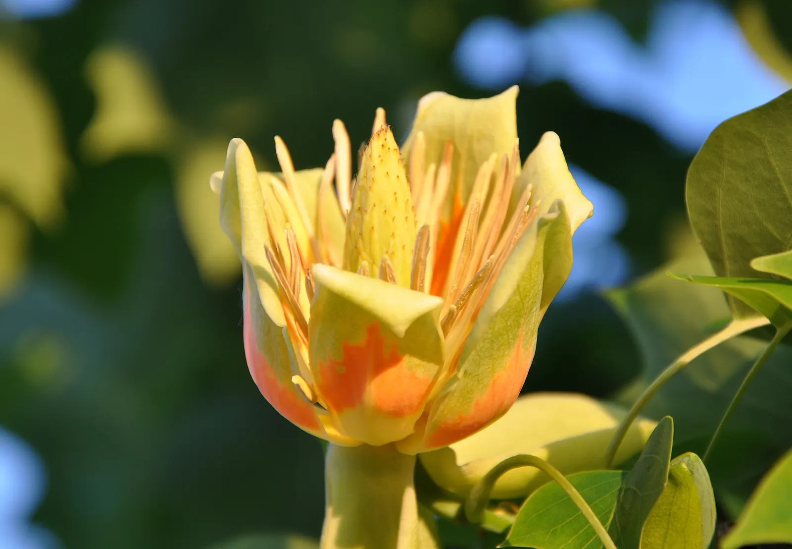 Tulip Tree (Liriodendron Tulipifera) — with some specimens reaching up to 150 feet under optimal conditions; it serves excellently as a specimen or shade tree