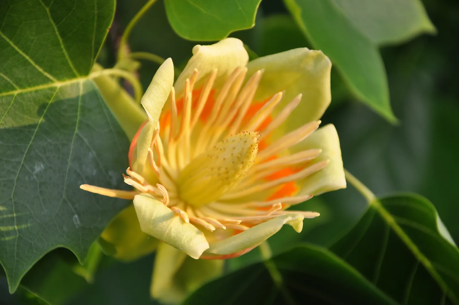 Tulip Tree (Liriodendron Tulipifera) — tree with green and yellow blooms
