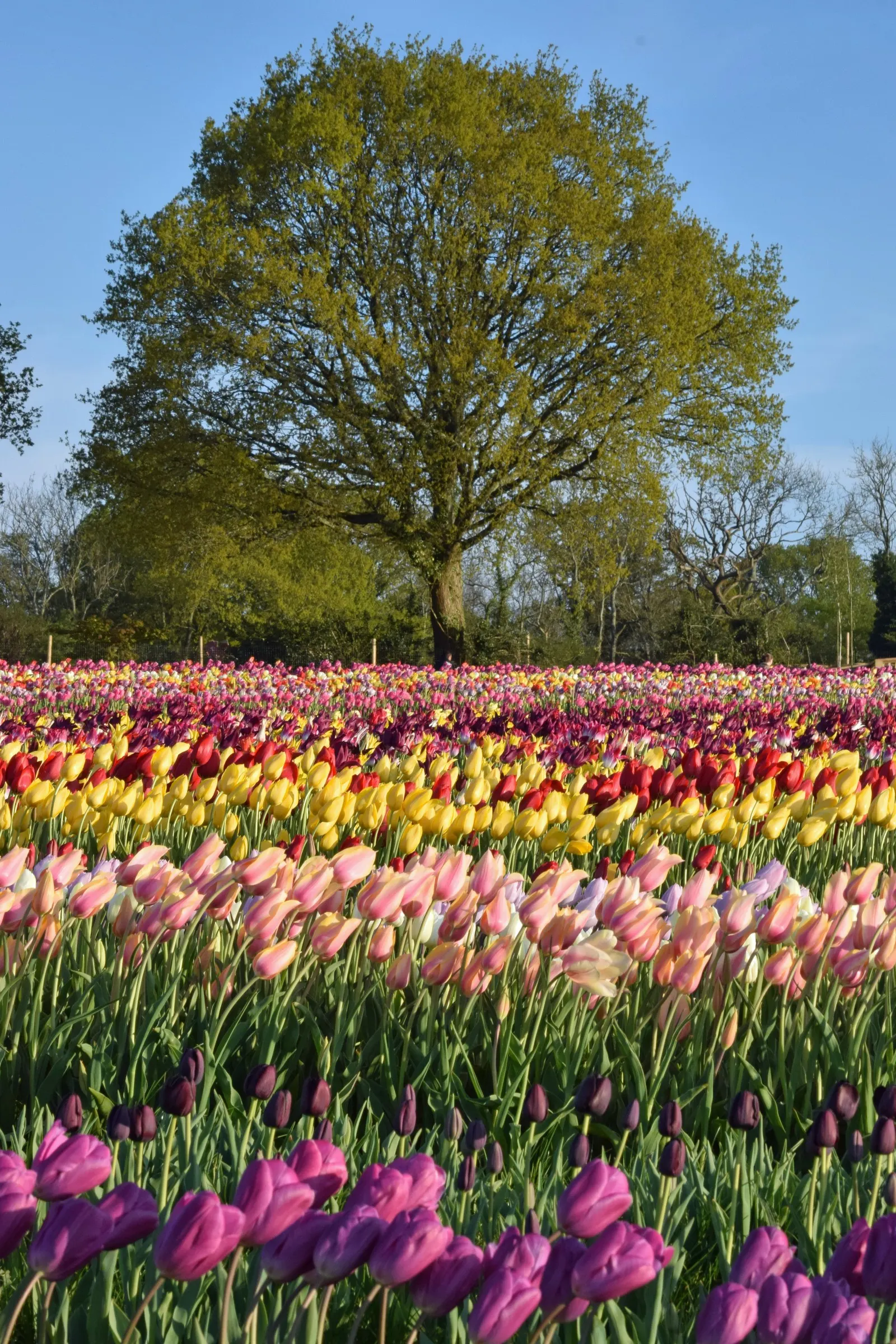 Tulip Tree (Liriodendron Tulipifera) — When incorporating the Tulip Tree into landscapes