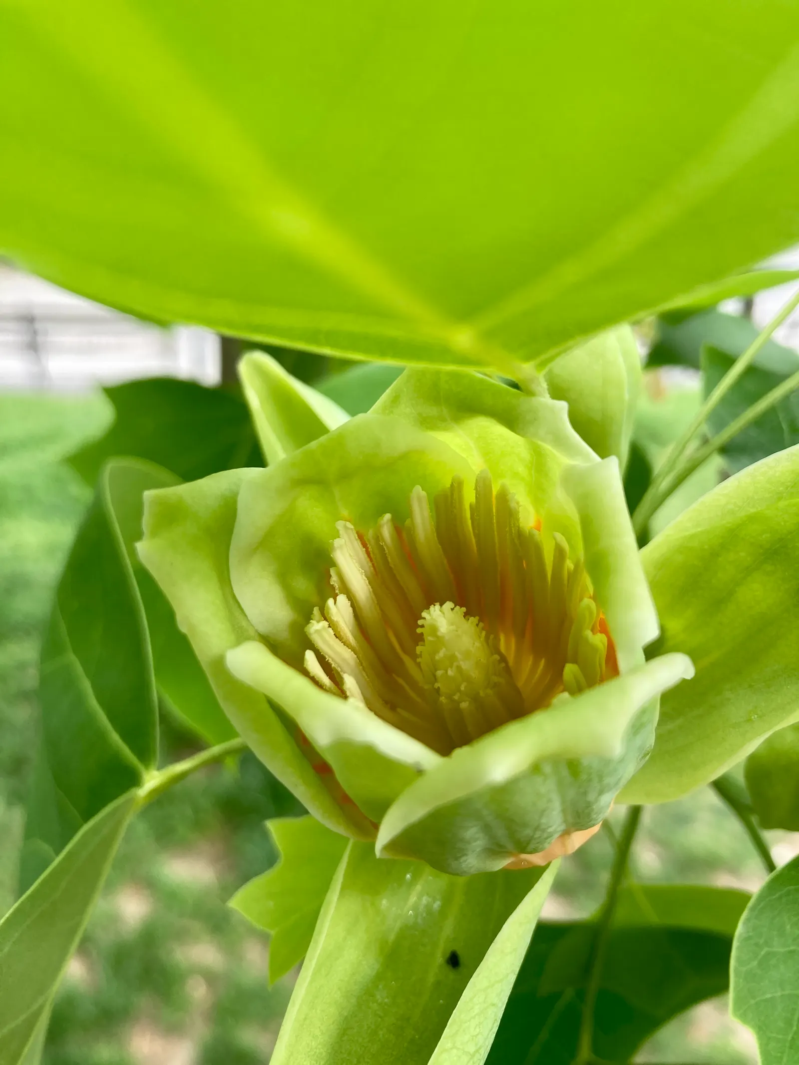 Tulip Tree (Liriodendron Tulipifera) — scientifically known as Liriodendron tulipifera; commanding attention with its statuesque form and elegant, image 66