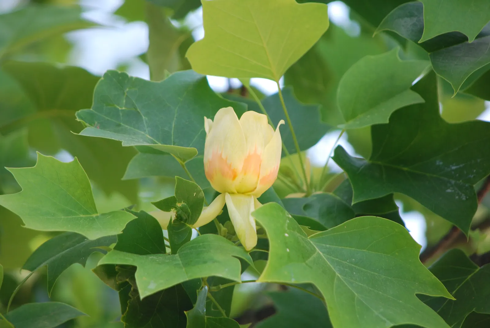 Tulip Tree (Liriodendron Tulipifera) — green and yellow flowers in the garden; with some specimens reaching up to 150 feet under optimal conditions, image 114