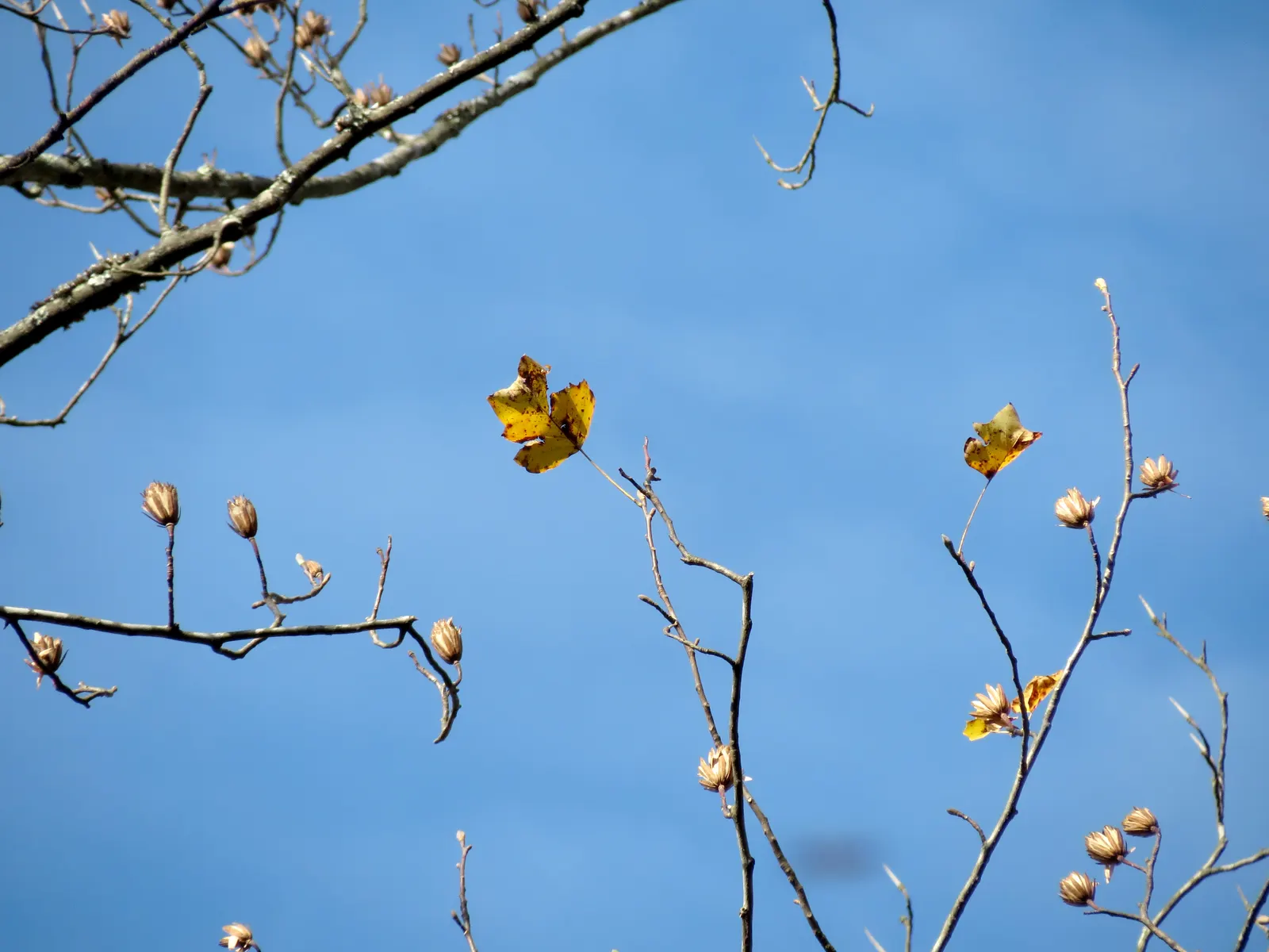 Tulip Tree (Liriodendron Tulipifera) — tree for full; making it more suitable for sizable estates or public parks rather than small residential, image 116