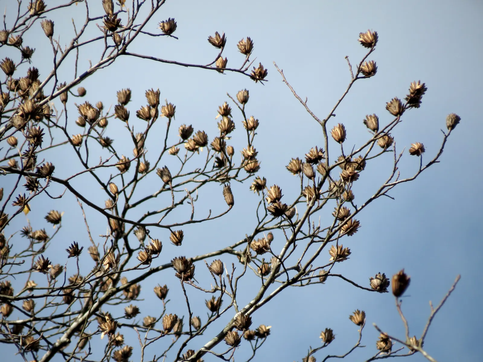 Tulip Tree (Liriodendron Tulipifera) — The four-lobed leaves turn golden yellow in fall; is a majestic deciduous hardwood, image 150