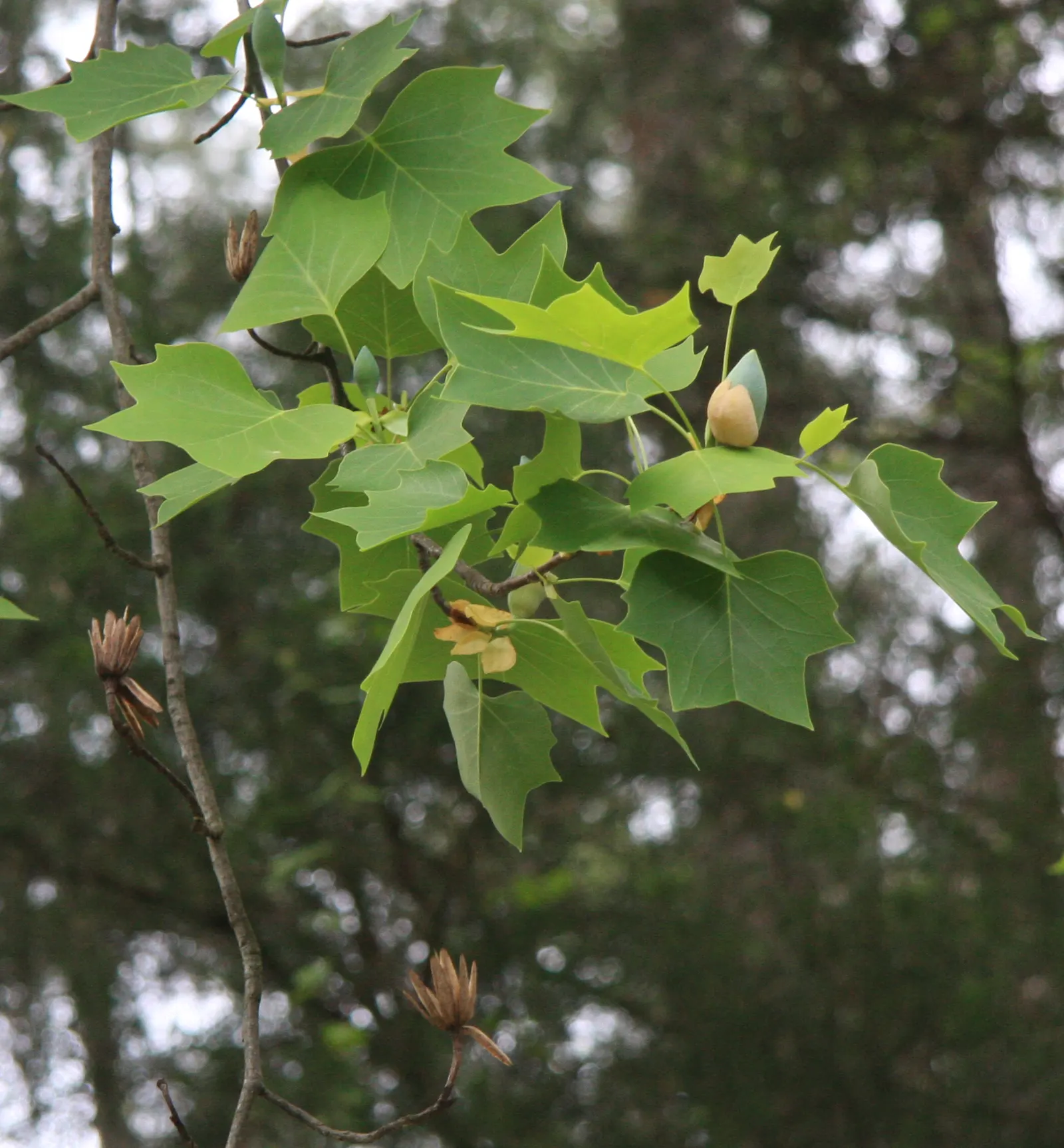 Tulip Tree (Liriodendron Tulipifera) — which are four-lobed and measure about 4 to 8 inches across; scientifically known as Liriodendron tulipifera, image 72