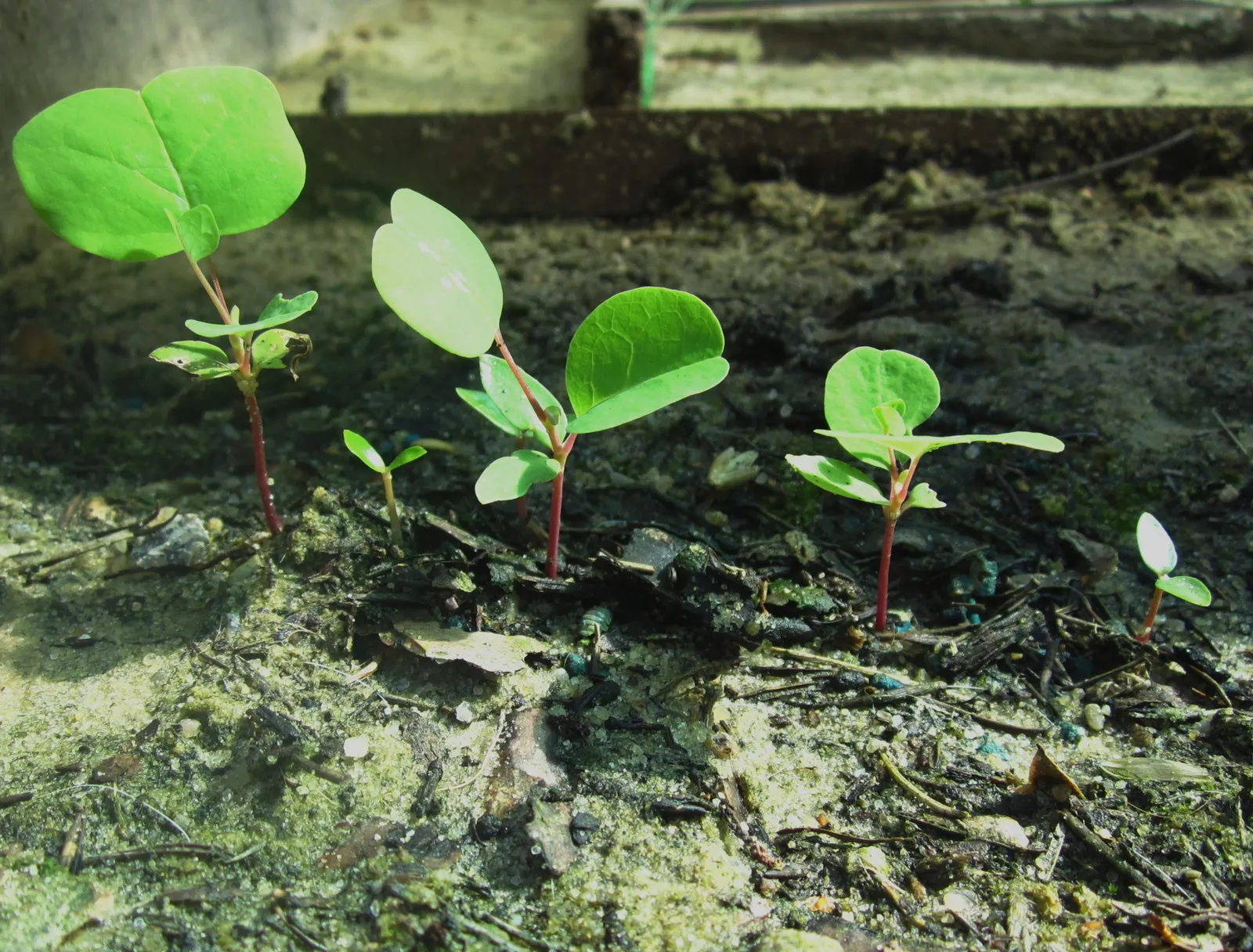 Tulip Tree (Liriodendron Tulipifera) — is a majestic deciduous hardwood; these blossoms are 2 to 3 inches in length, image 61