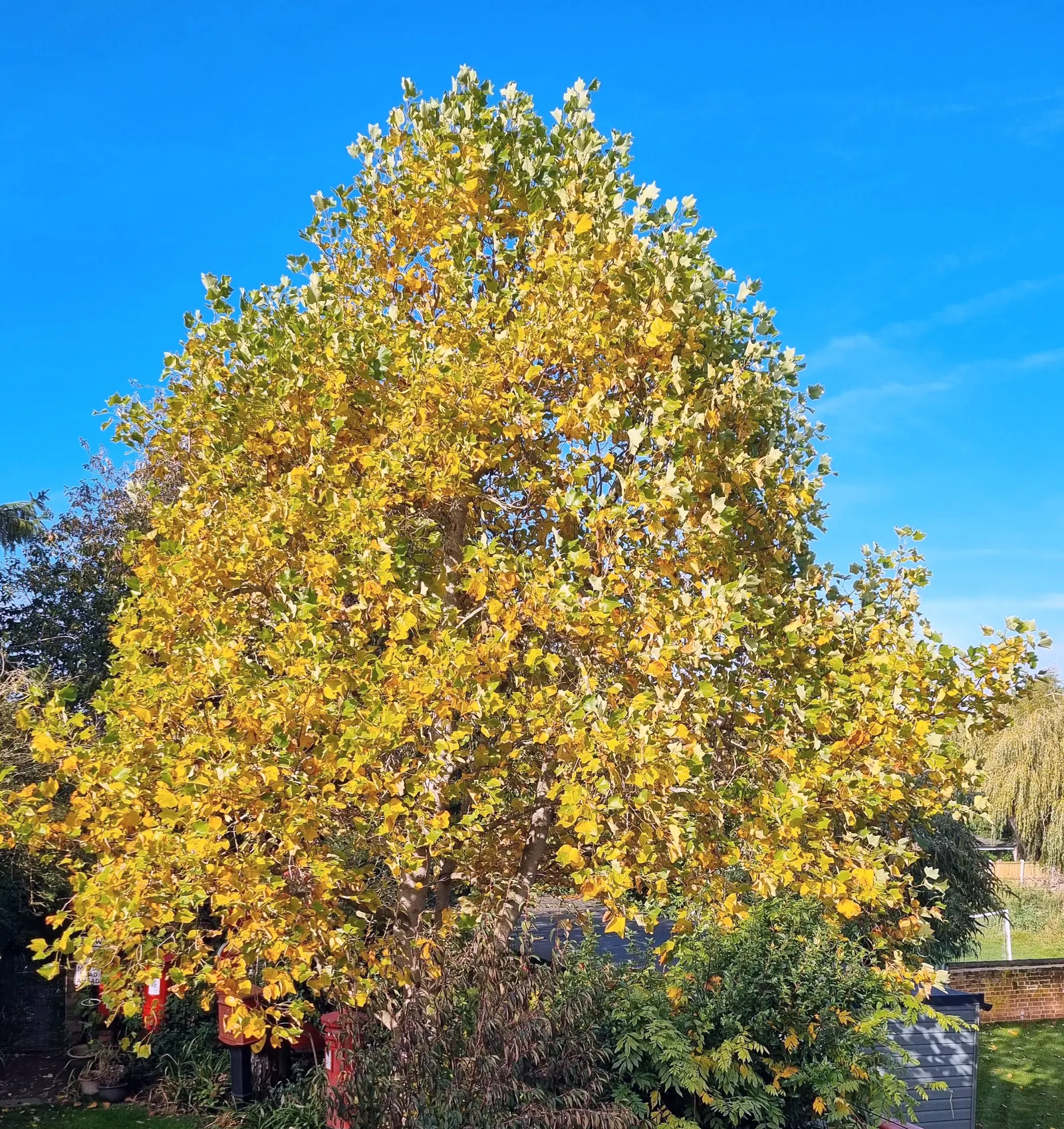 Tulip Tree (Liriodendron Tulipifera) — Notable for its unique tulip-shaped flowers with greenish-yellow petals and orange bases, it blooms in, image 149
