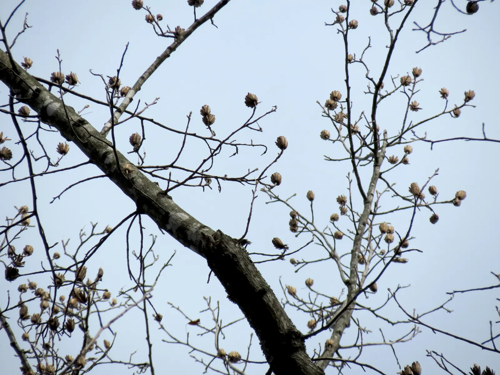Tulip Tree (Liriodendron Tulipifera) — it offers rapid growth and a tall; this species is native to the Eastern United States and is a member of, image 122
