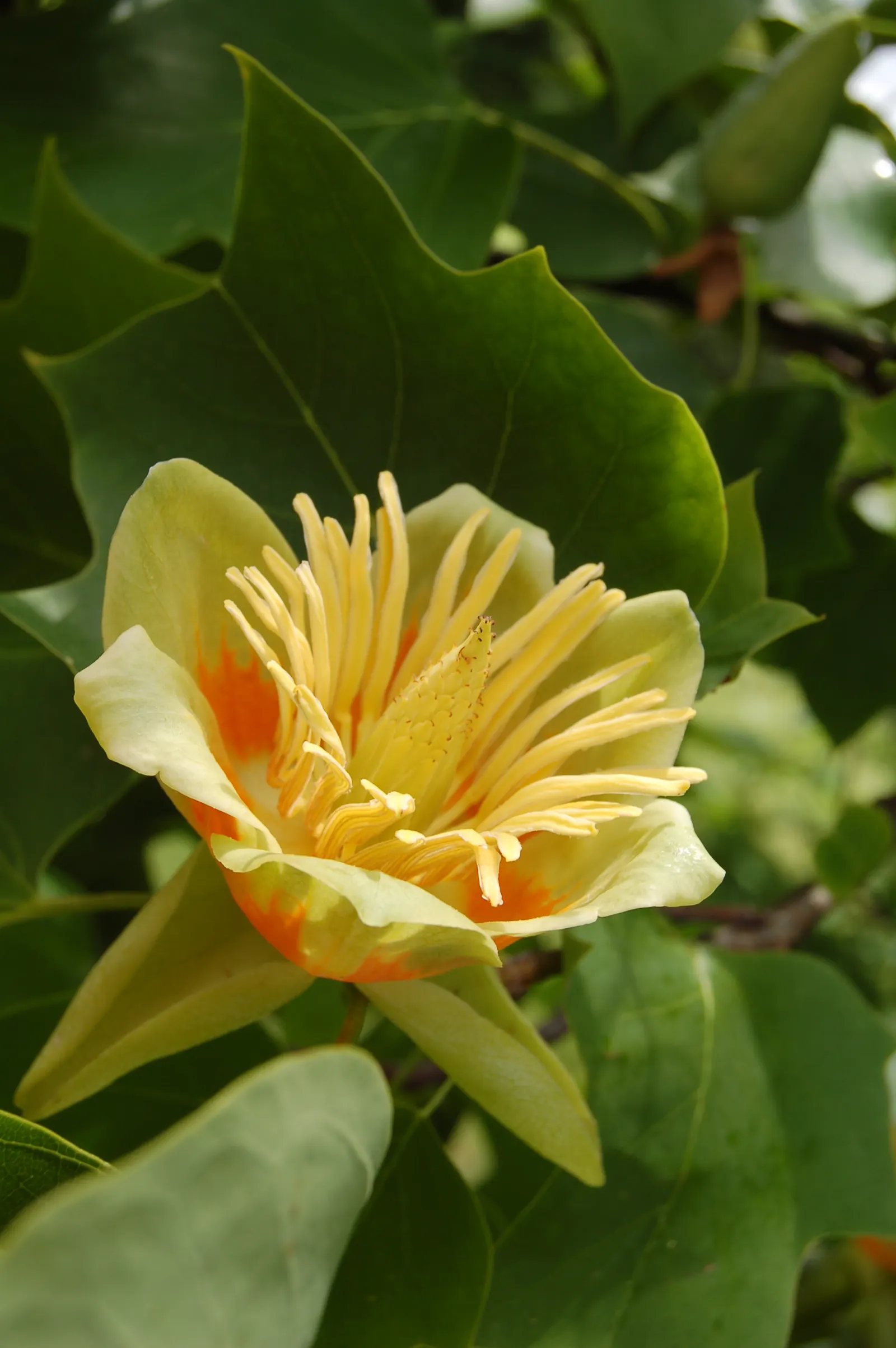 Tulip Tree (Liriodendron Tulipifera) — and moist soil conditions; it requires ample space for growth, both above and below ground, as it possesses, image 136