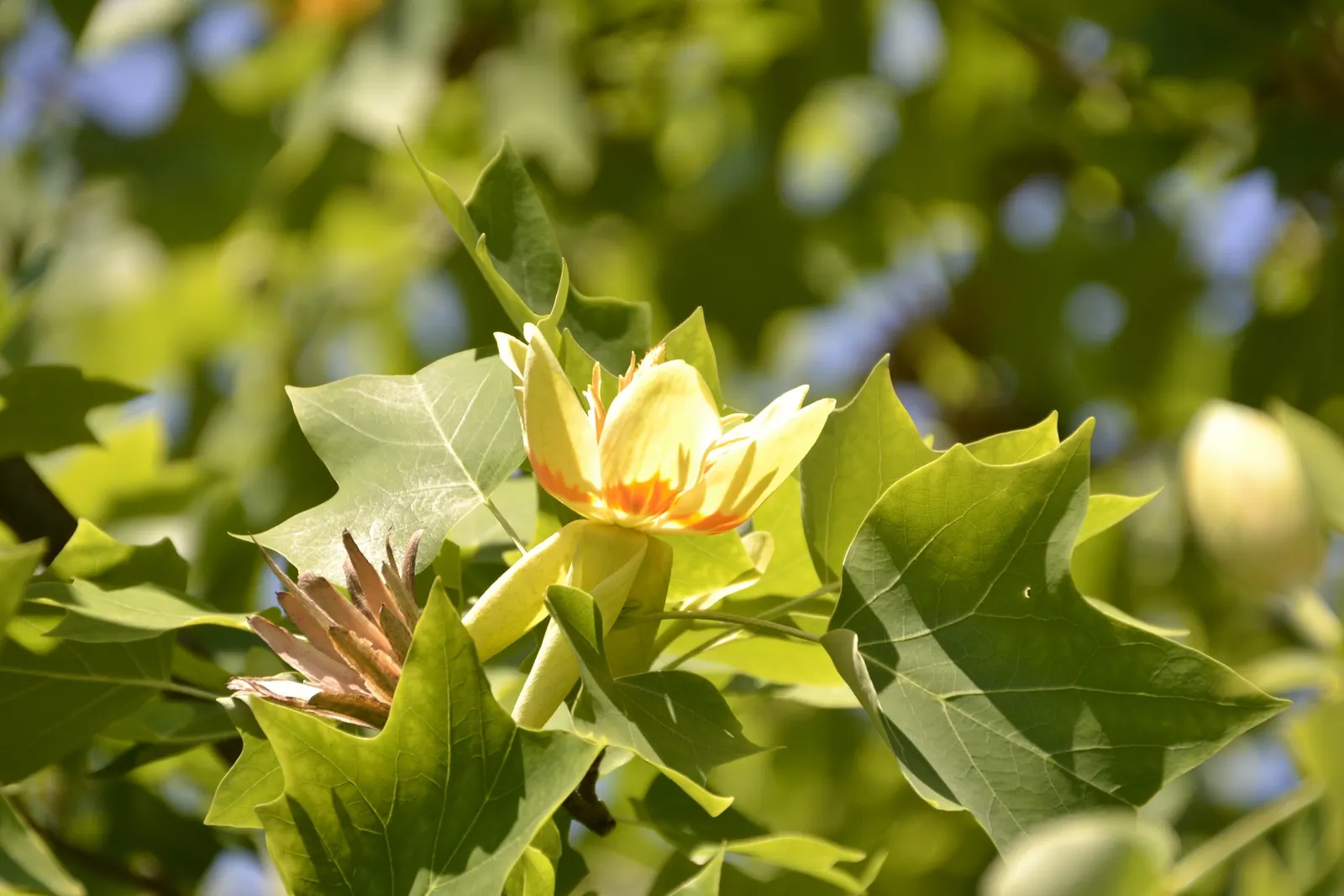 Tulip Tree (Liriodendron Tulipifera) — which are four-lobed and measure about 4 to 8 inches across; scientifically known as Liriodendron tulipifera, image 101