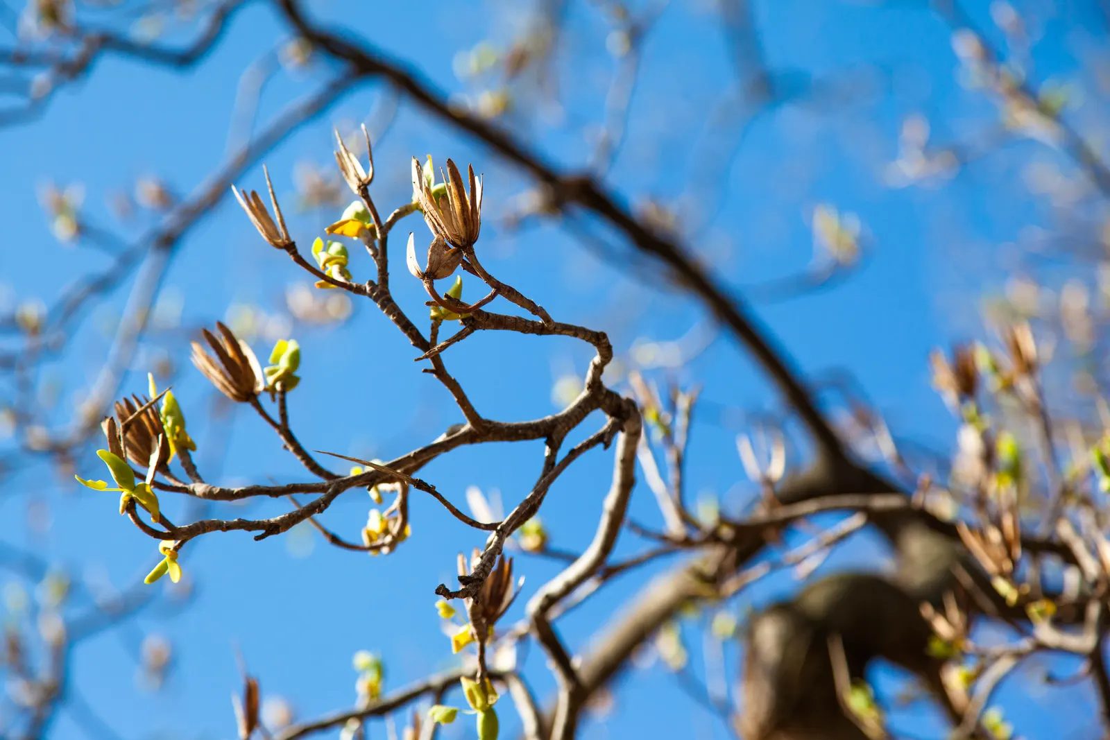 Tulip Tree (Liriodendron Tulipifera) — it serves excellently as a specimen or shade tree; the canopy spread can be quite generous, image 81