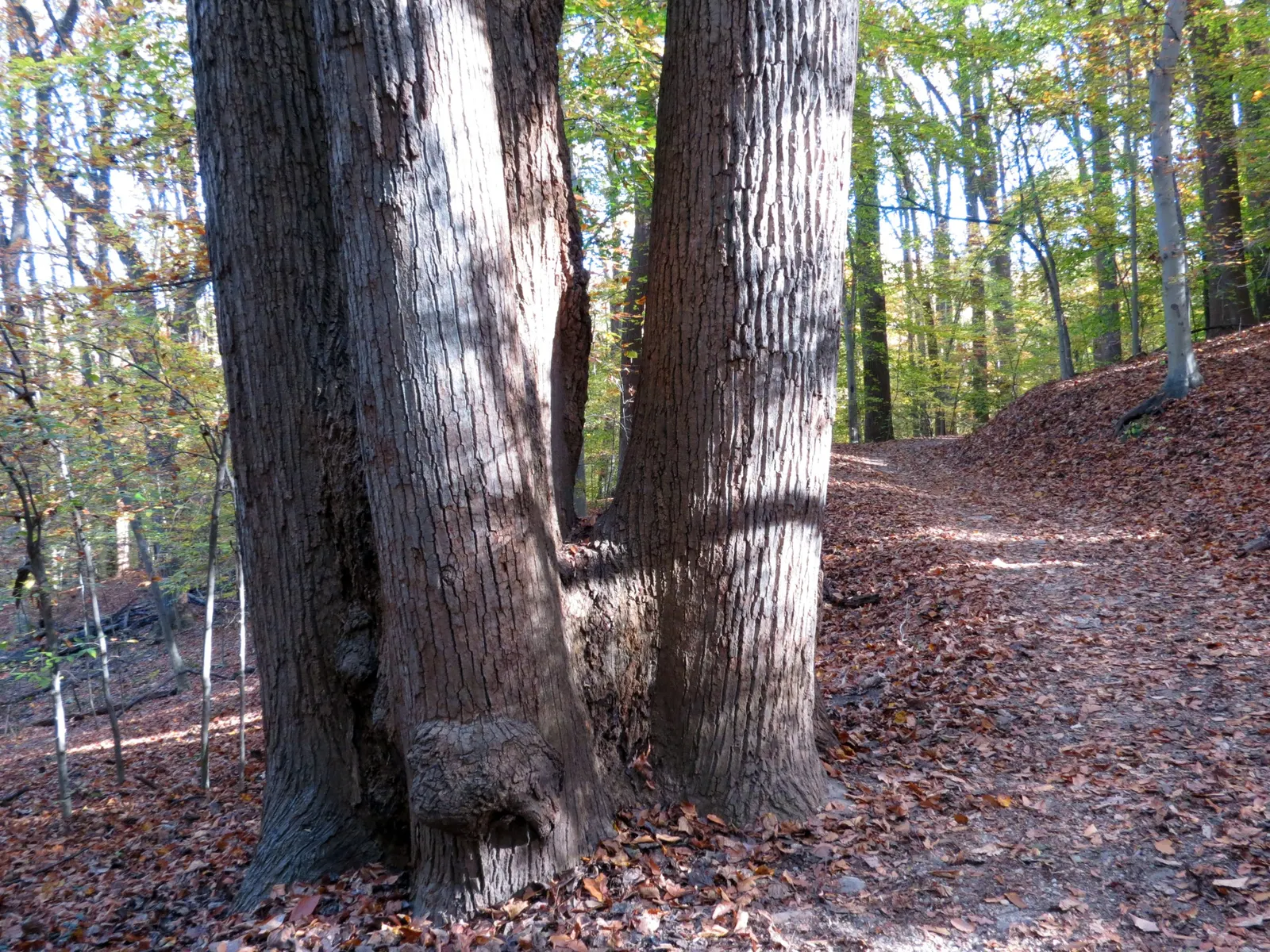 Tulip Tree (Liriodendron Tulipifera) — tree for full