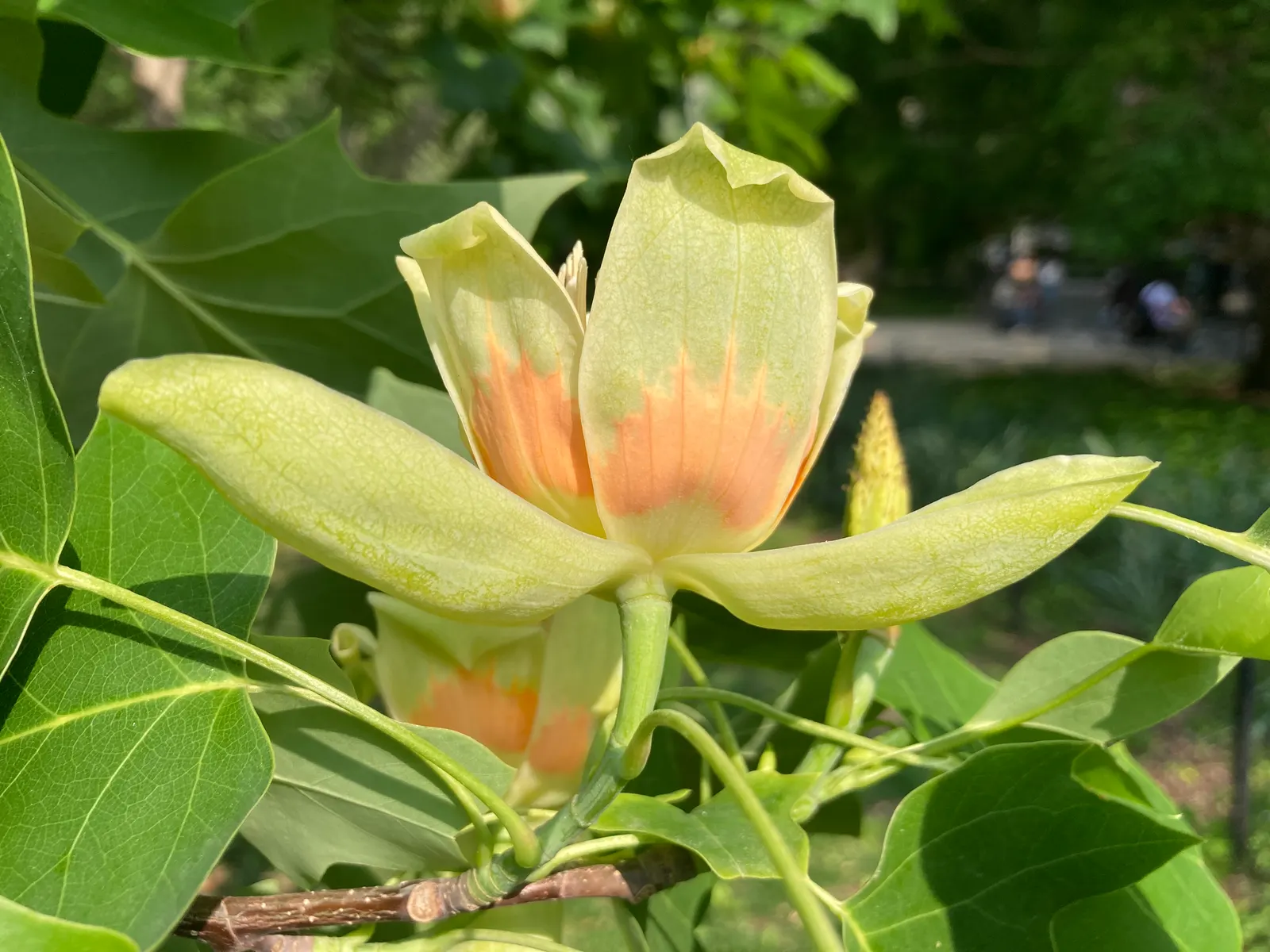 Tulip Tree (Liriodendron Tulipifera) — making it more suitable for sizable estates or public parks rather than small residential gardens; the four-lobed leaves