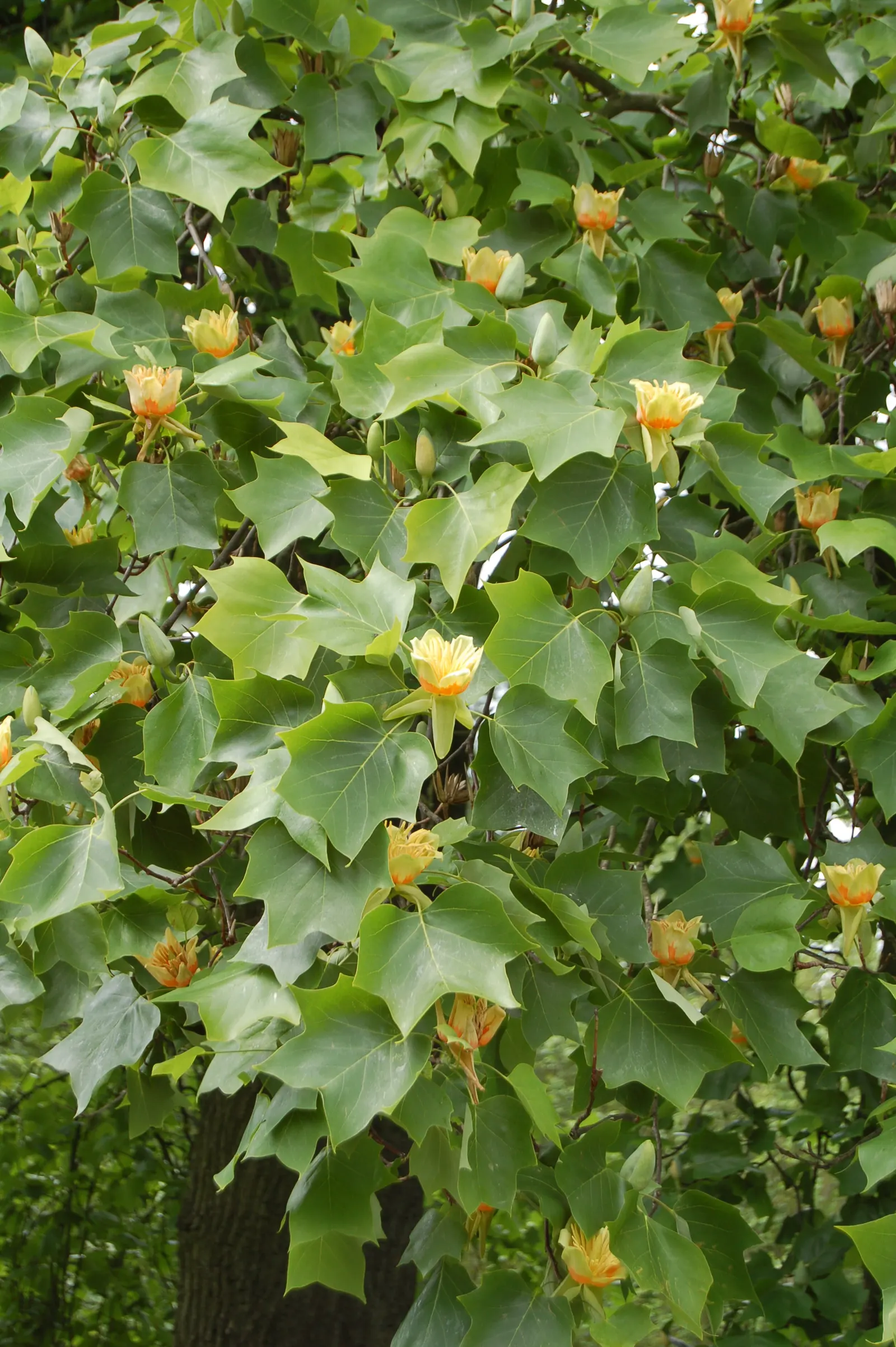 Tulip Tree (Liriodendron Tulipifera) — it offers rapid growth and a tall
