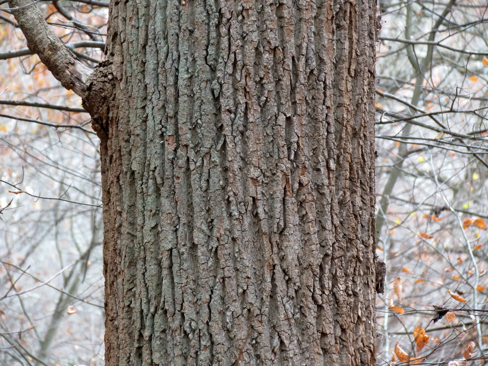 Tulip Tree (Liriodendron Tulipifera) — the Tulip Tree prefers full sun to partial shade and well-drained; which are four-lobed and measure about 4, image 77