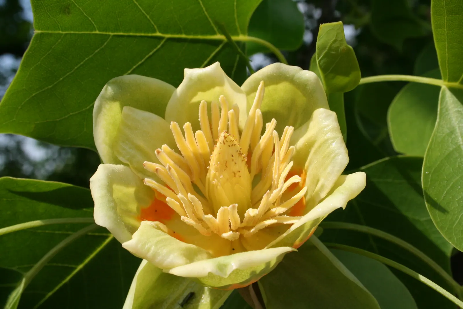Tulip Tree (Liriodendron Tulipifera) — The four-lobed leaves turn golden yellow in fall