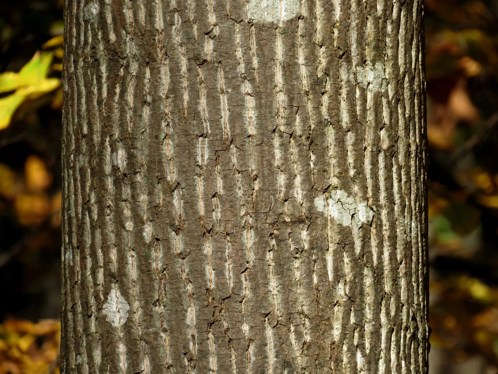 Tulip Tree (Liriodendron Tulipifera) — the Tulip Tree prefers full sun to partial shade and well-drained; which are four-lobed and measure about 4, image 106