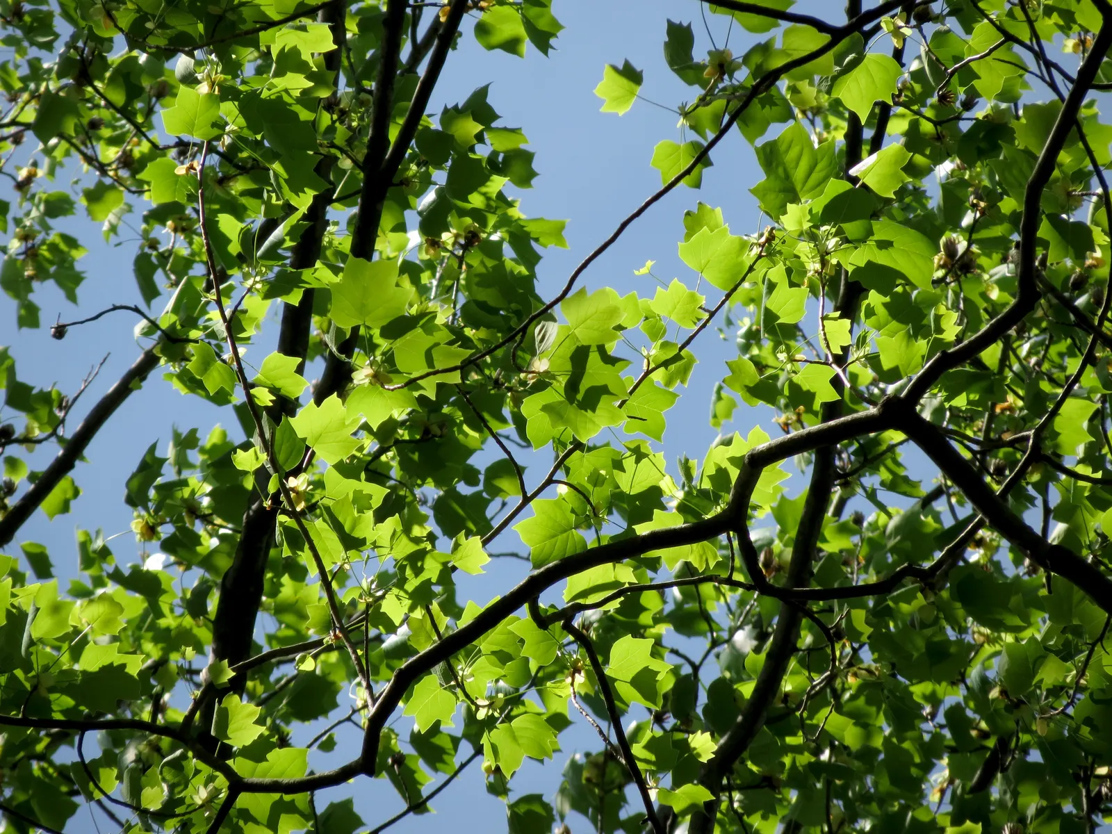 Tulip Tree (Liriodendron Tulipifera) — When incorporating the Tulip Tree into landscapes; it offers rapid growth and a tall