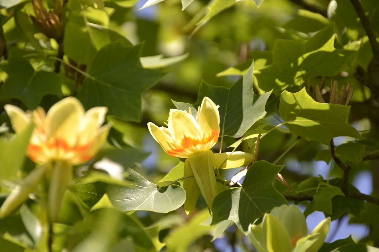 Tulip Tree (Liriodendron Tulipifera) — the Tulip Tree lives up to its name by producing a plethora of tulip-like flowers
