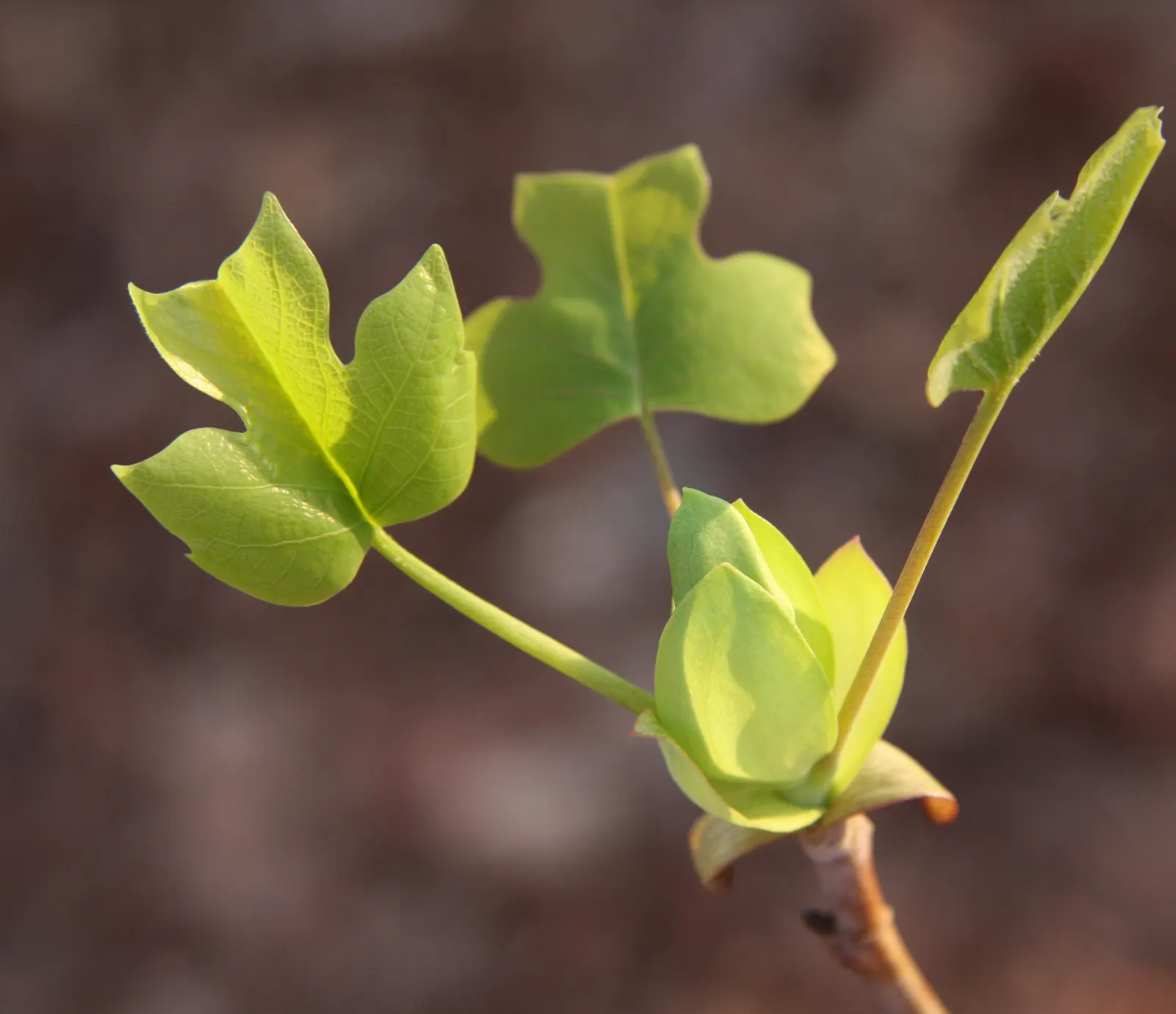 Tulip Tree (Liriodendron Tulipifera) — native to Eastern North America; it soars to impressive heights ranging from 70 to 100 feet