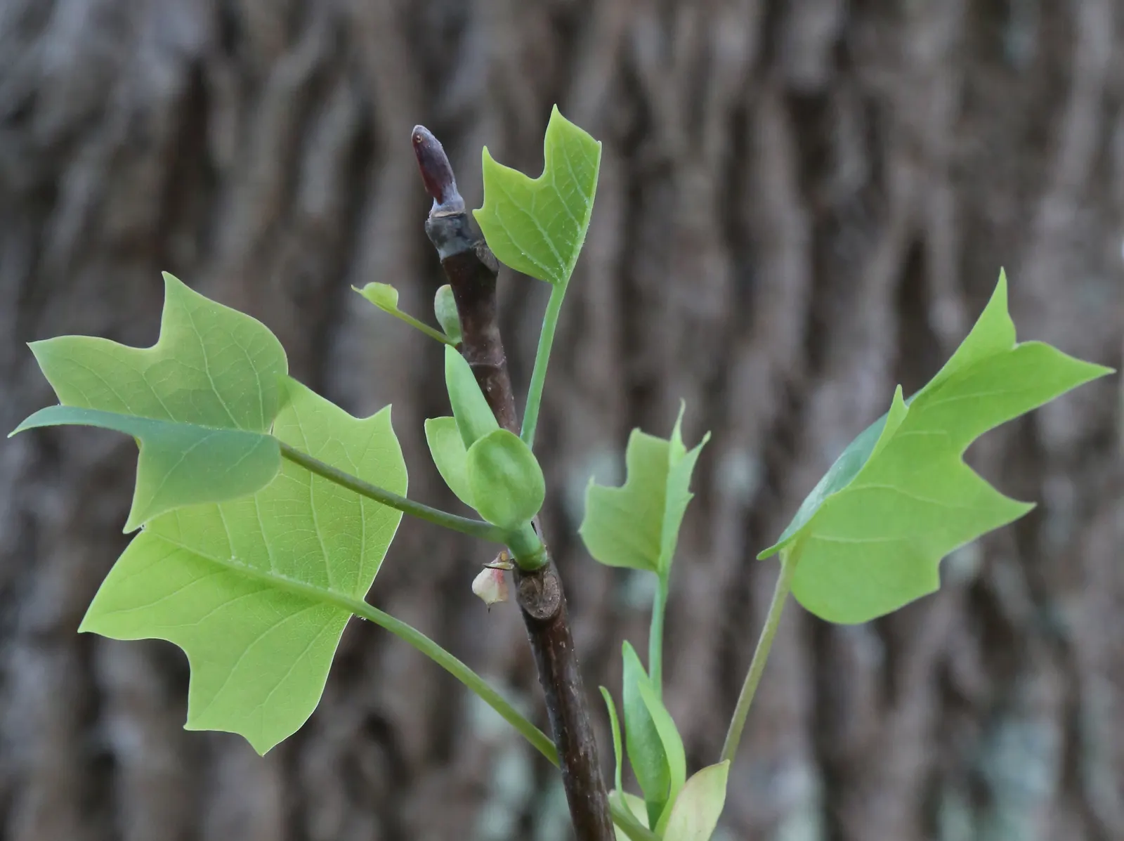 Tulip Tree (Liriodendron Tulipifera) — These blossoms are 2 to 3 inches in length; making it an impressive specimen or shade tree in spacious landscapes