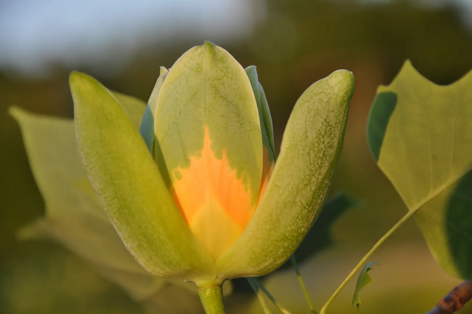 Tulip Tree (Liriodendron Tulipifera) — creating a vibrant green canopy in the summer that turns to a brilliant yellow hue in the fall, image 102