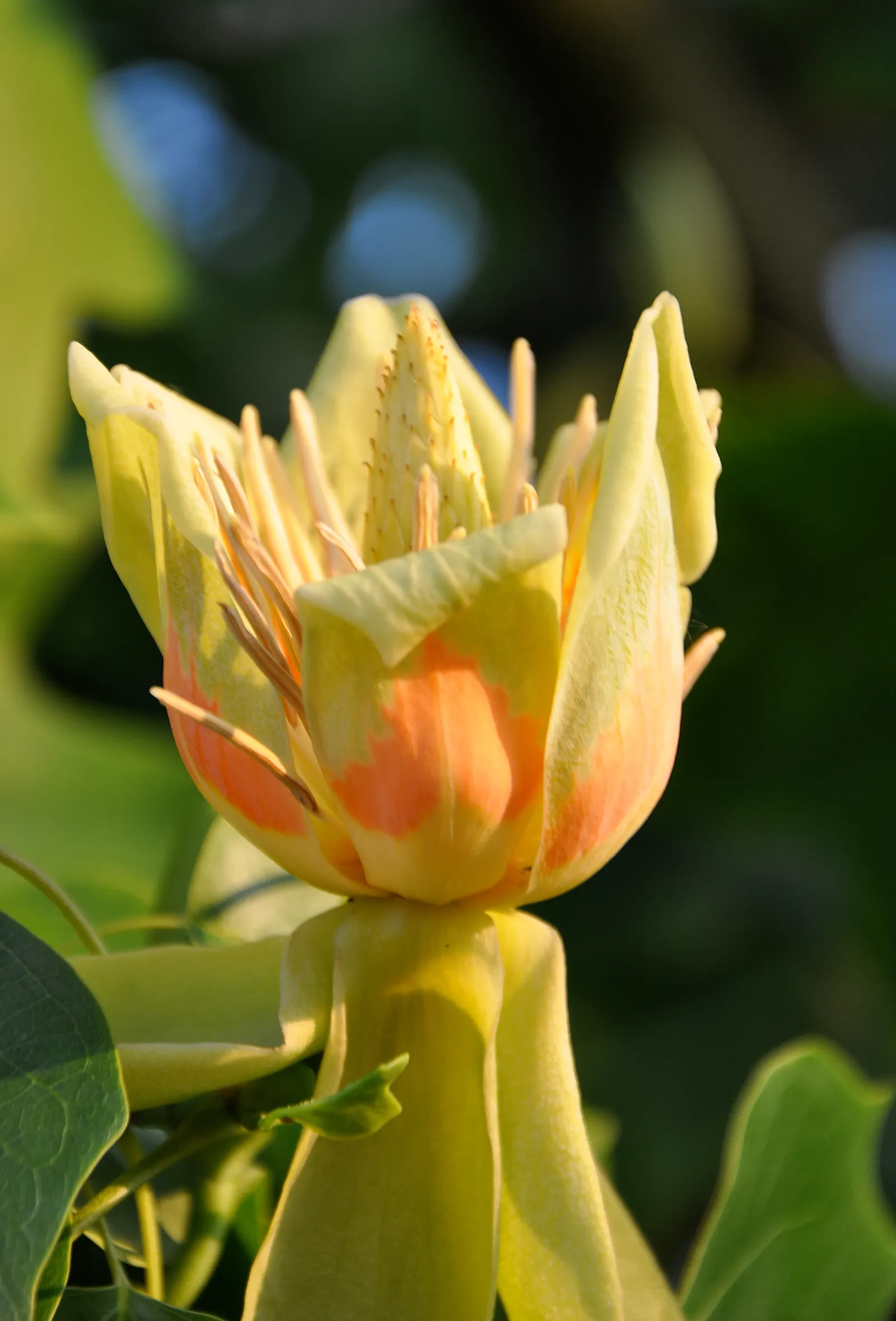 Tulip Tree (Liriodendron Tulipifera) — tree with green and yellow blooms; the Tulip Tree prefers full sun to partial shade and well-drained, image 144