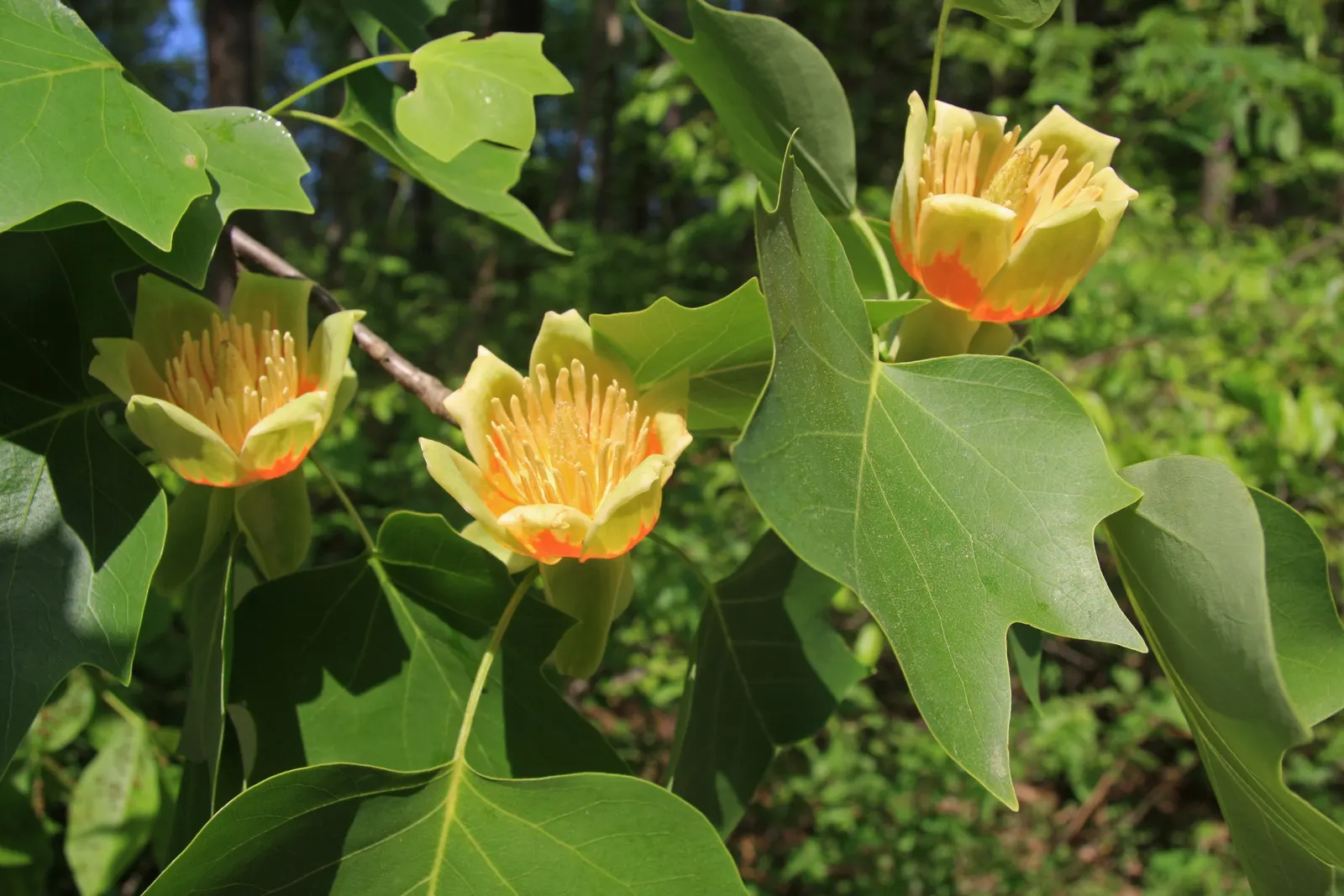 Tulip Tree (Liriodendron Tulipifera) — is a remarkable deciduous tree that is highly regarded for its majestic height and unique floral displays, image 125