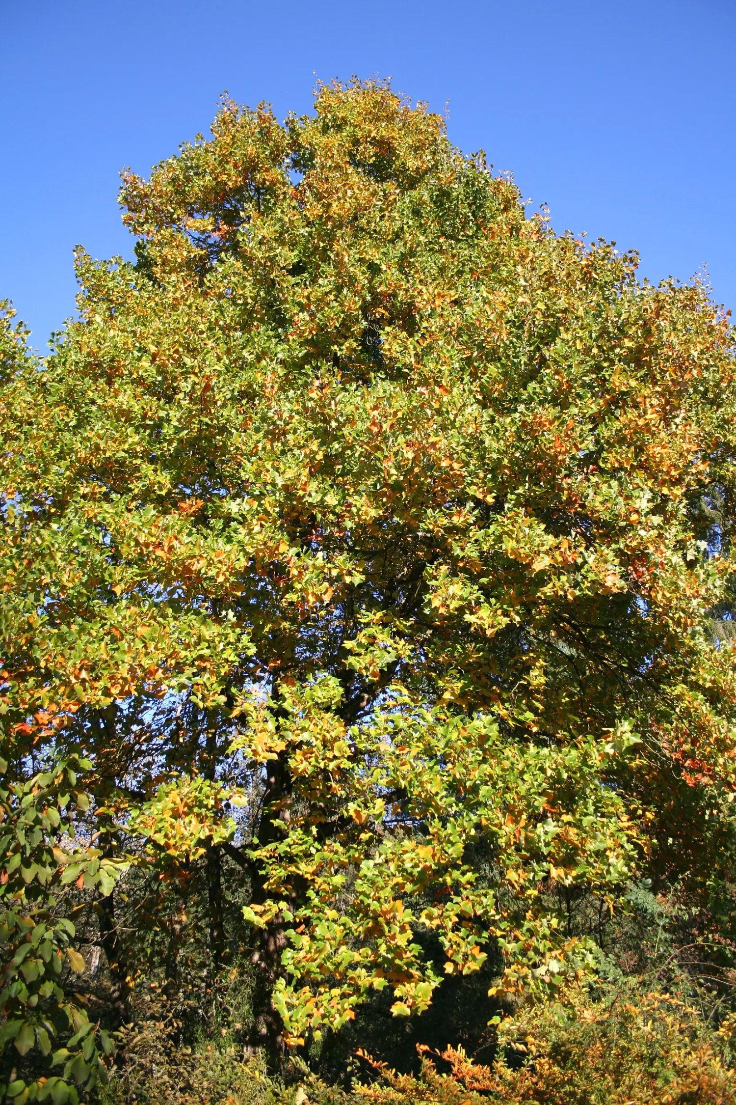 Tulip Tree (Liriodendron Tulipifera) — The Tulip Tree (Liriodendron tulipifera); notable for its unique tulip-shaped flowers with greenish-yellow, image 117